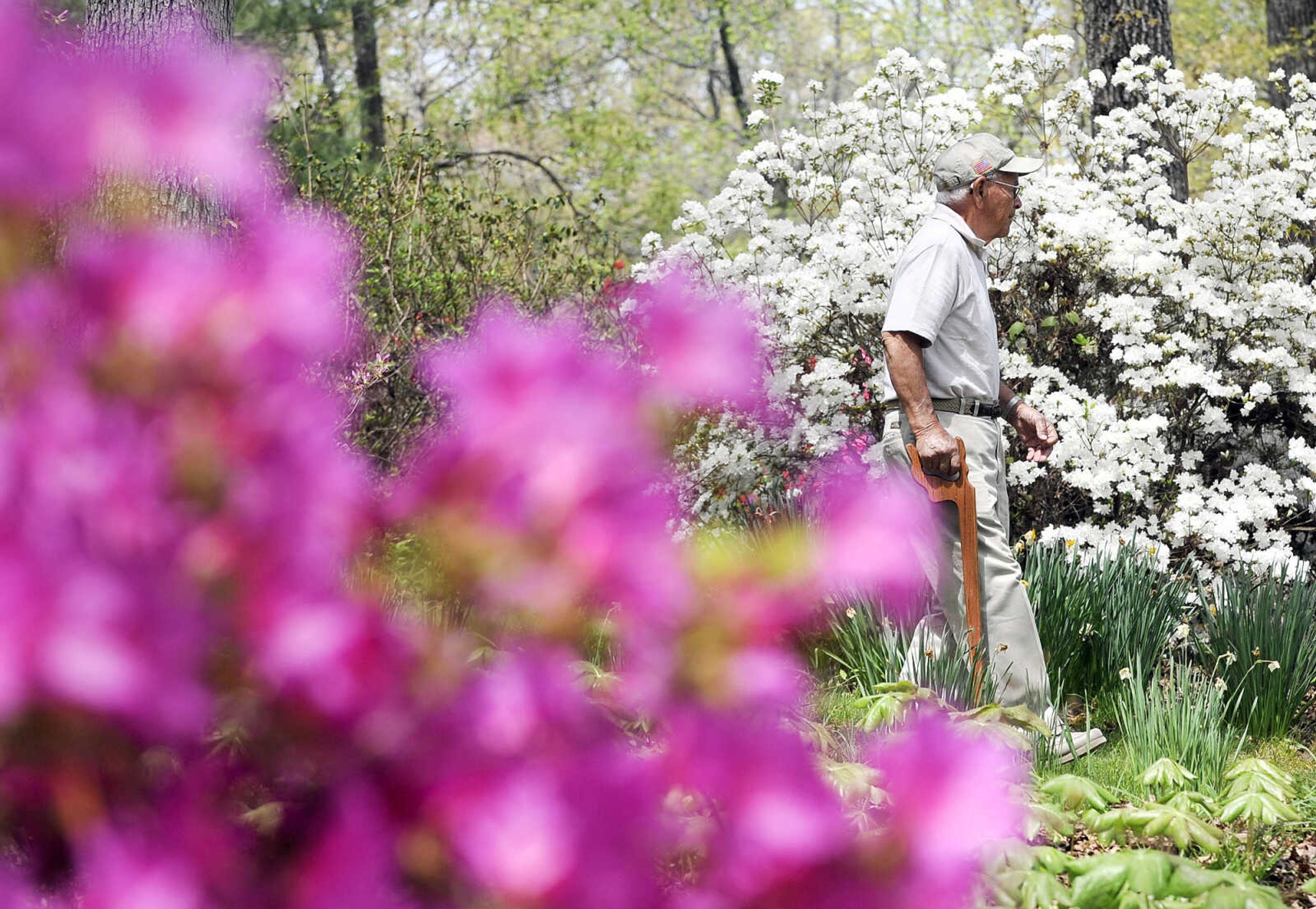 LAURA SIMON ~ lsimon@semissourian.com

Glennon "Chris" Cabral of St. Genevieve, Missouri, walks along one of the color lined paths at Pinecrest Azalea Gardens in Oak Ridge on Monday, April 18, 2016. The gardens, which are free to the public, are open through May 15, 2016, and will reopen next March. Visitors can call ahead to the gardens to check the progress of the azalea blooms.