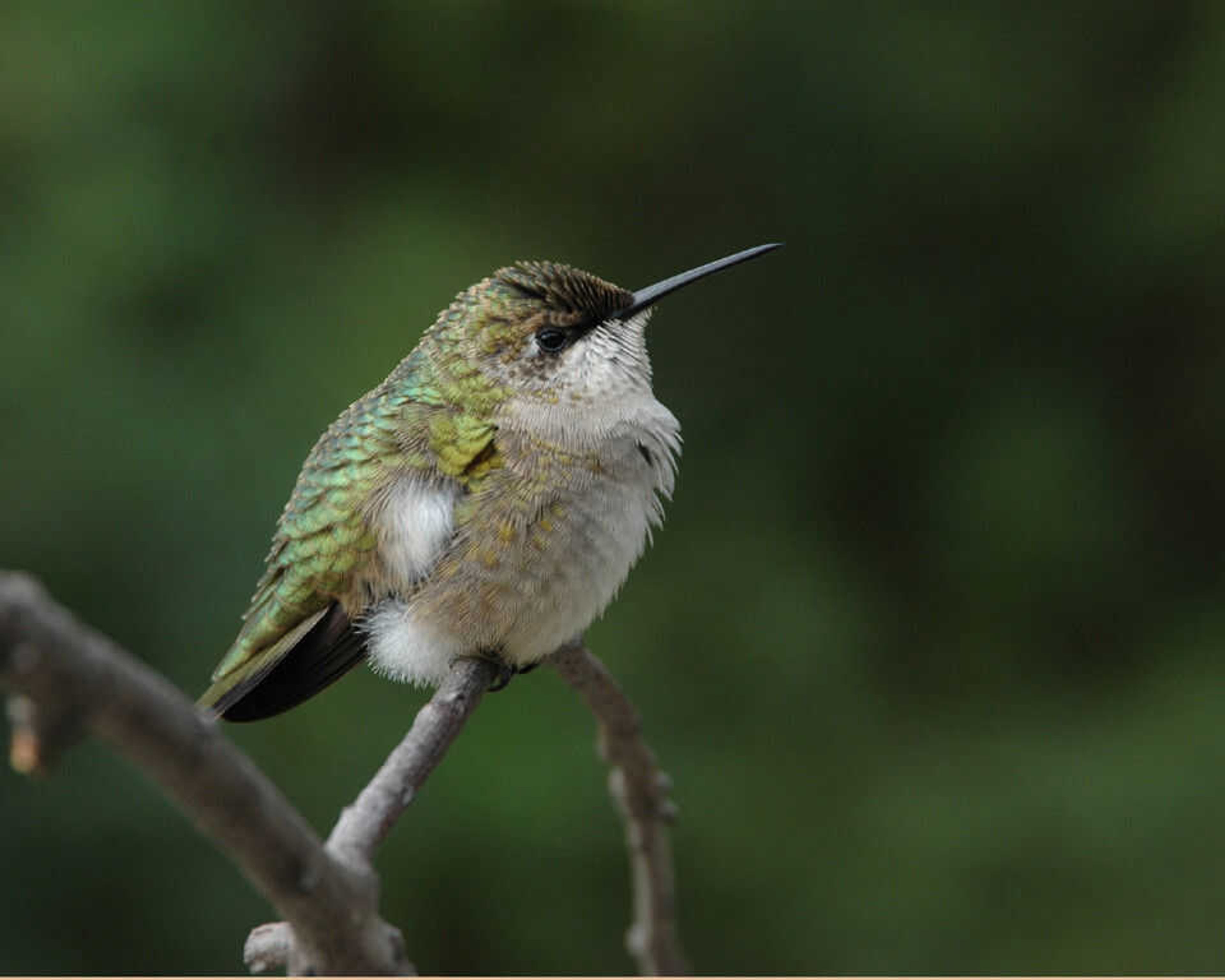 The Last  Of Our Hummers