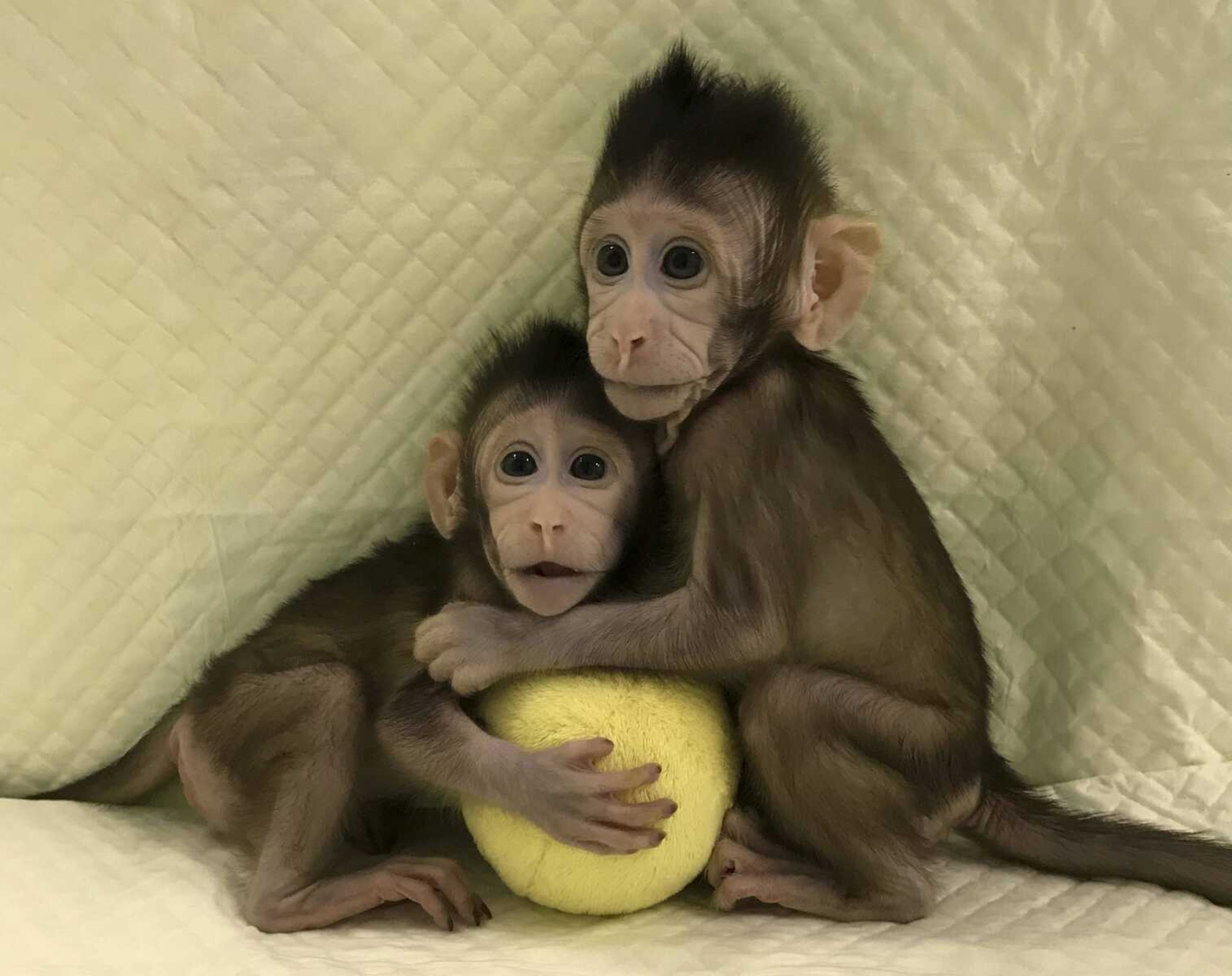 Cloned monkeys Zhong Zhong and Hua Hua sit together with a fabric toy. For the first time, researchers have created two healthy monkeys by cloning.