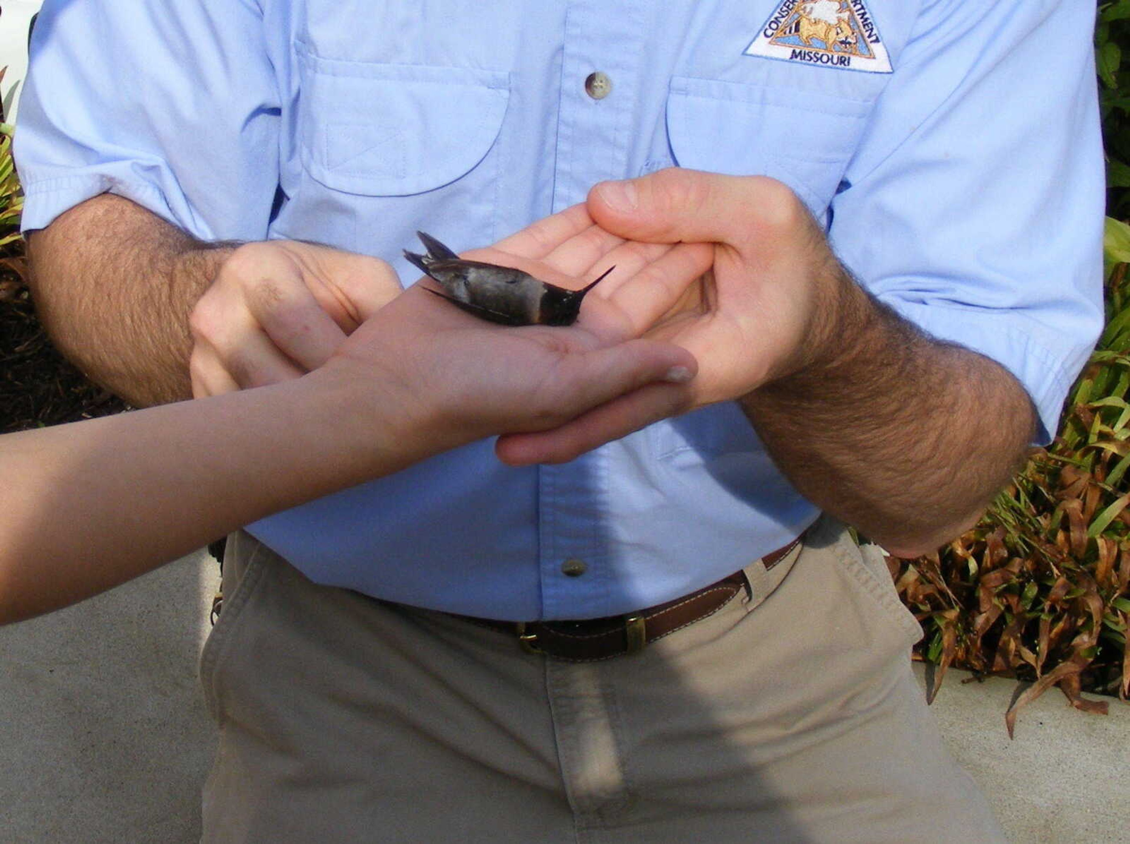 Hummingbird release