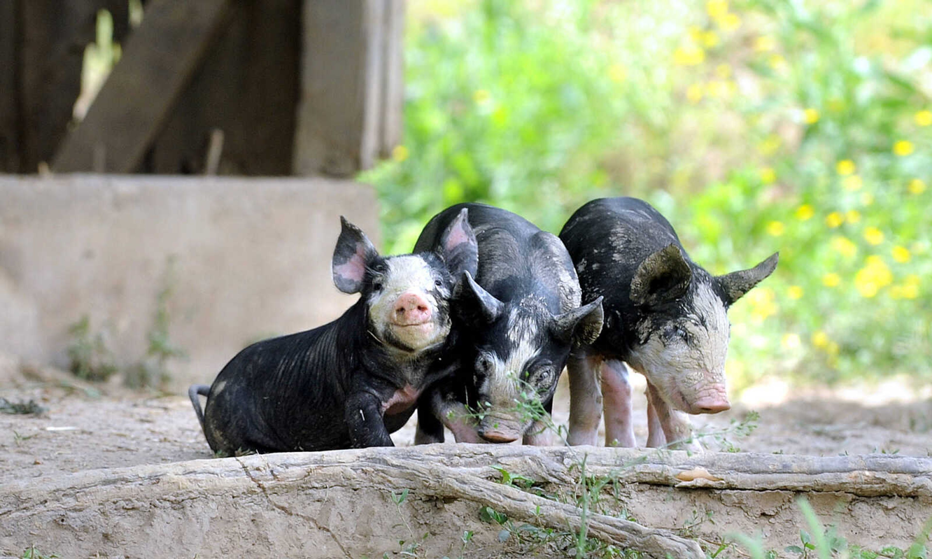 LAURA SIMON ~ lsimon@semissourian.com

Week-old Berkshire piglets, Monday afternoon, May 19, 2014, at Brian Strickland and Luke Aufdenberg's Oak Ridge pig farm.