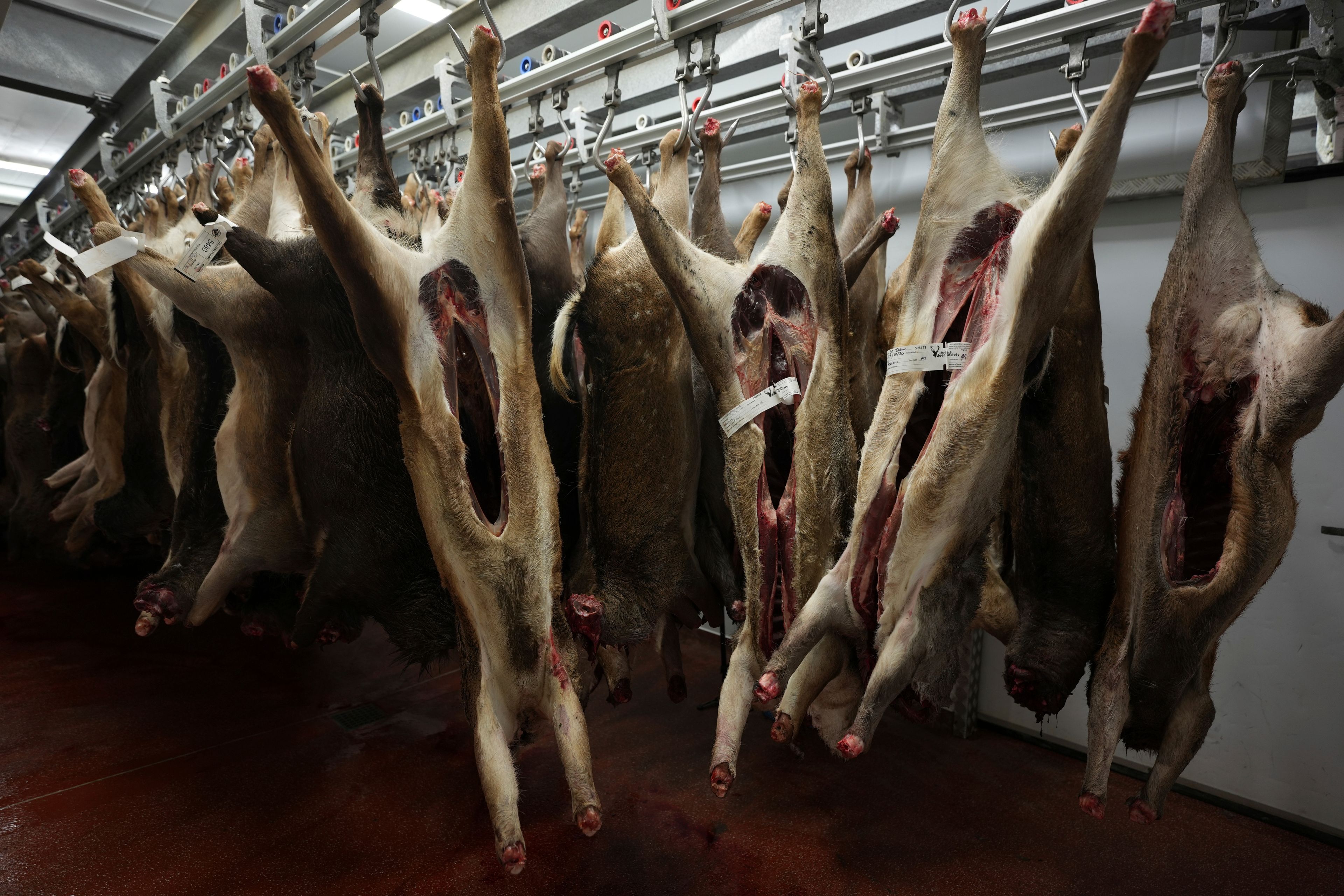 Deer carcasses hang waiting to be processed and at Ben Rigby's Venison meat facility in Mundon, England, Thursday, Oct. 31, 2024. Wild deer numbers have dramatically multiplied in recent decades and there are now more deer in England than at any other time in the last 1,000 years, according to the Forestry Commission, the government department looking after England's public woodland.(AP Photo/Alastair Grant)