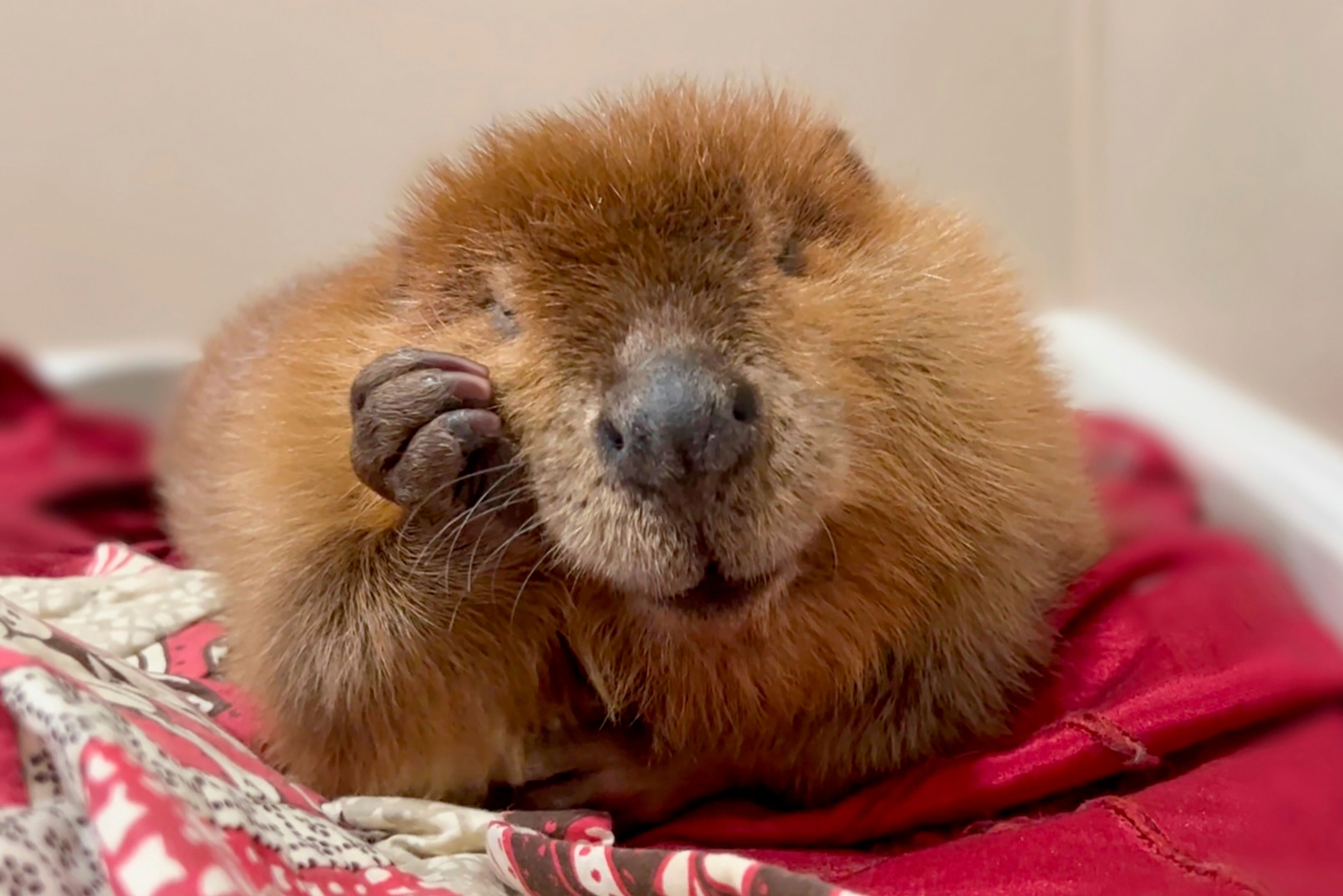 This October 2024 photo provided by Newhouse Wildlife Rescue shows Nibi, a 1-year-old beaver, at the Newhouse Wildlife Rescue in Chelmsford, Mass. (Jane Newhouse/Newhouse Wildlife Rescue via AP)