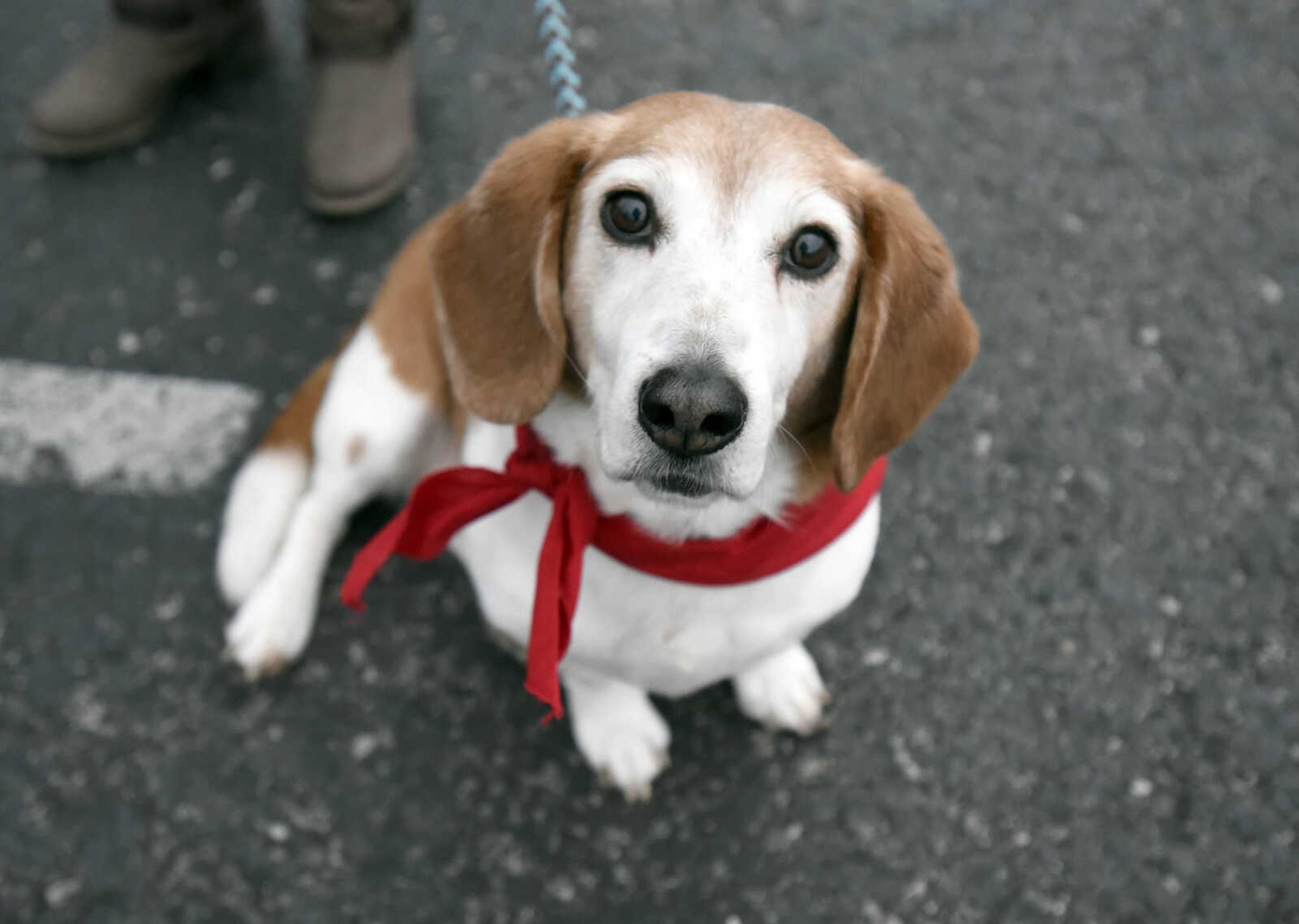 Mogi strikes a pose on Tuesday, Feb. 21, 2017, during the Pet Pals stop at the Missouri Veteran's Home in Cape Girardeau.