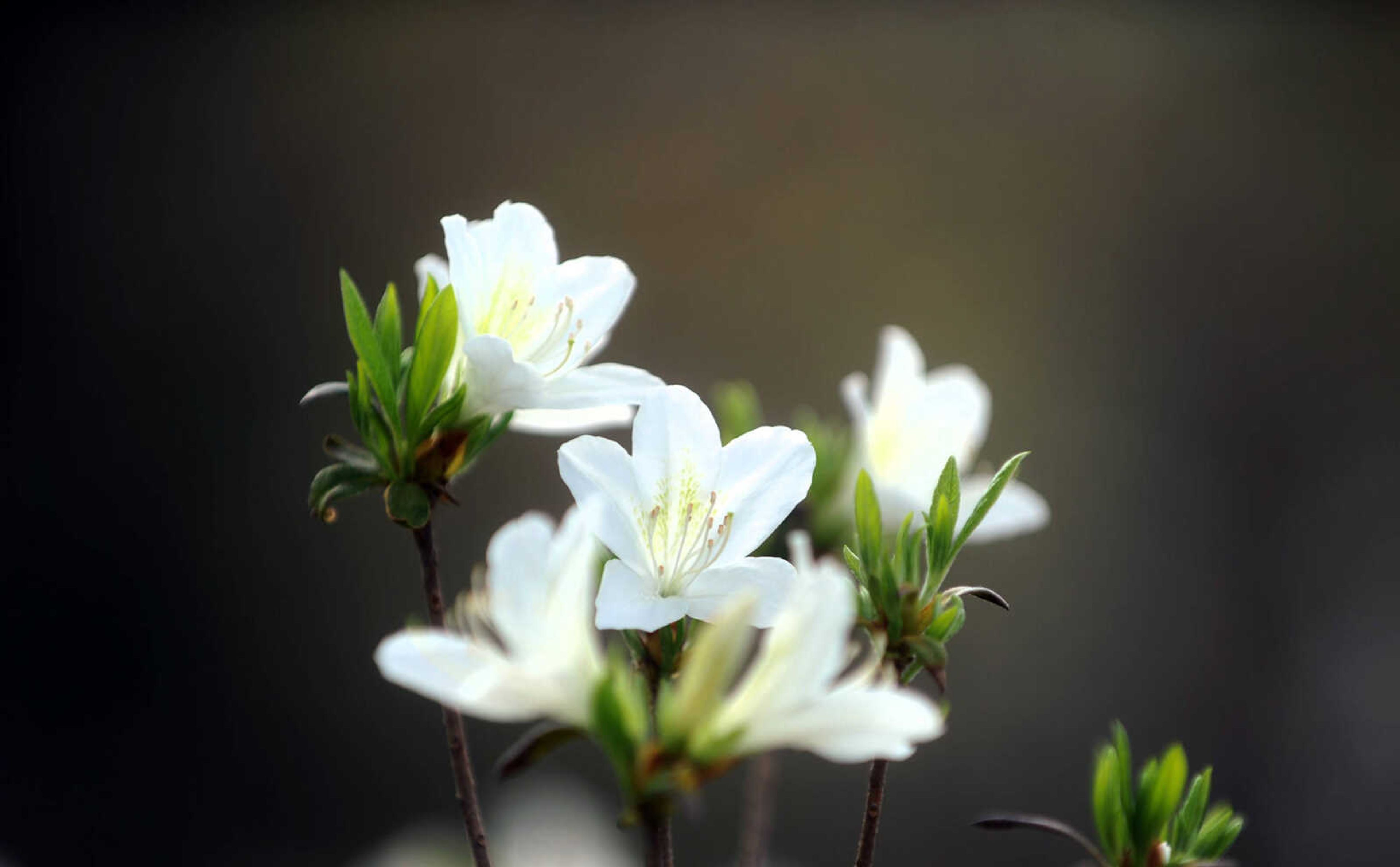 LAURA SIMON ~ lsimon@semissourian.com

Pinecrest Azalea Gardens, Thursday, April 16, 2015, in Oak Ridge, Missouri.