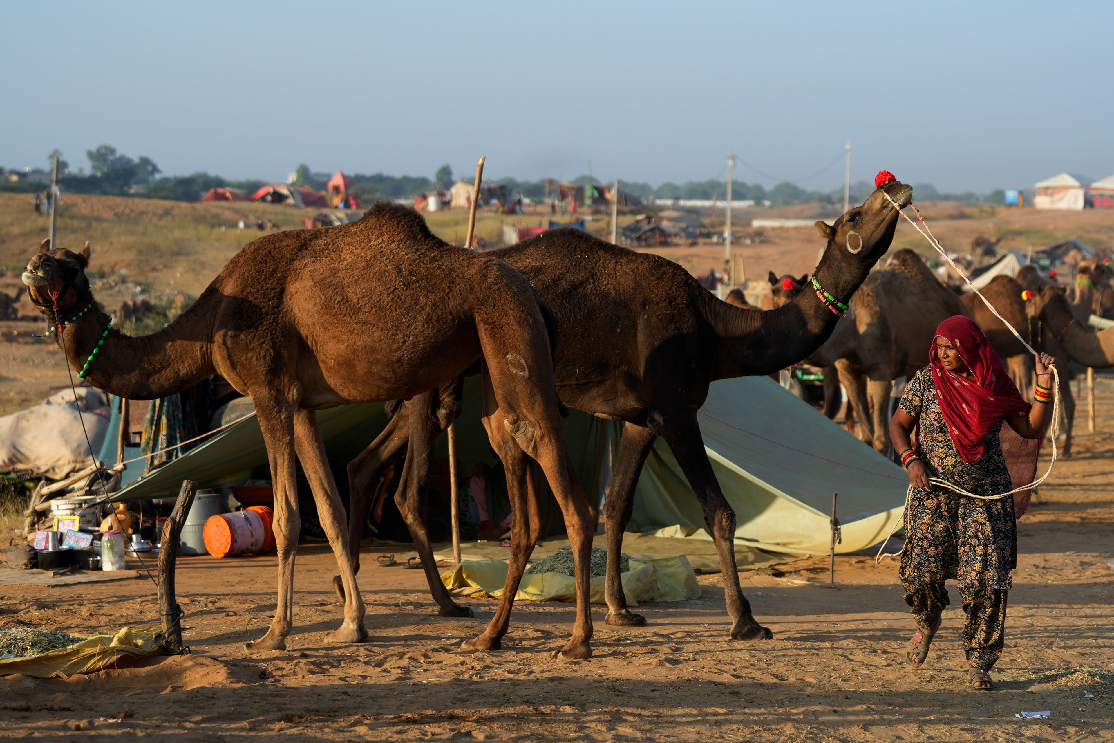 A woman tends to a camel at a camel fair in Pushkar, in the northwestern Indian state of Rajasthan, Wednesday, Nov. 13, 2024. (AP Photo/Deepak Sharma)