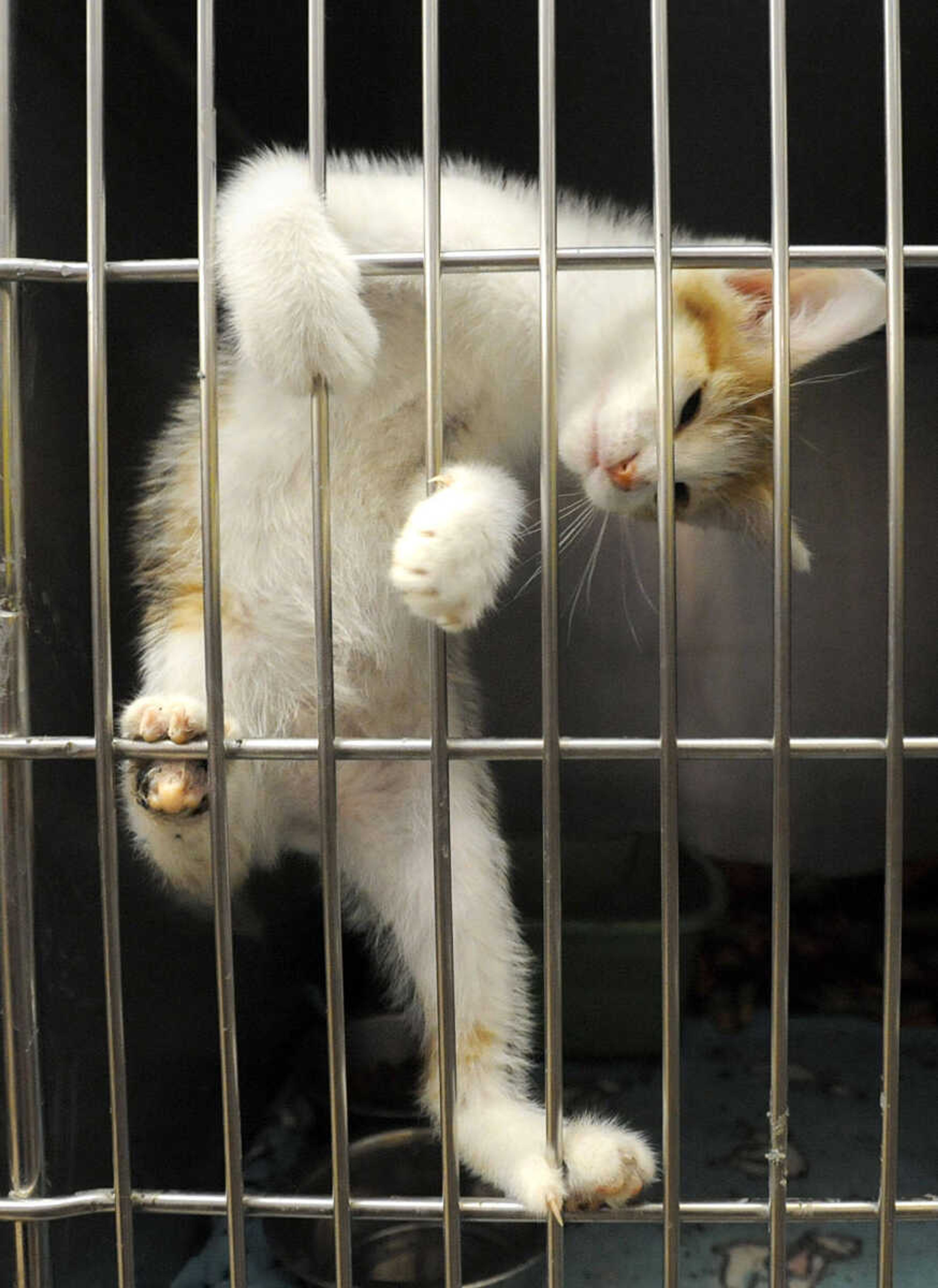 LAURA SIMON ~ lsimon@semissourian.com
Just one of many animals up for adoption Tuesday, May 8, 2012 at the Humane Society of Southeast Missouri.