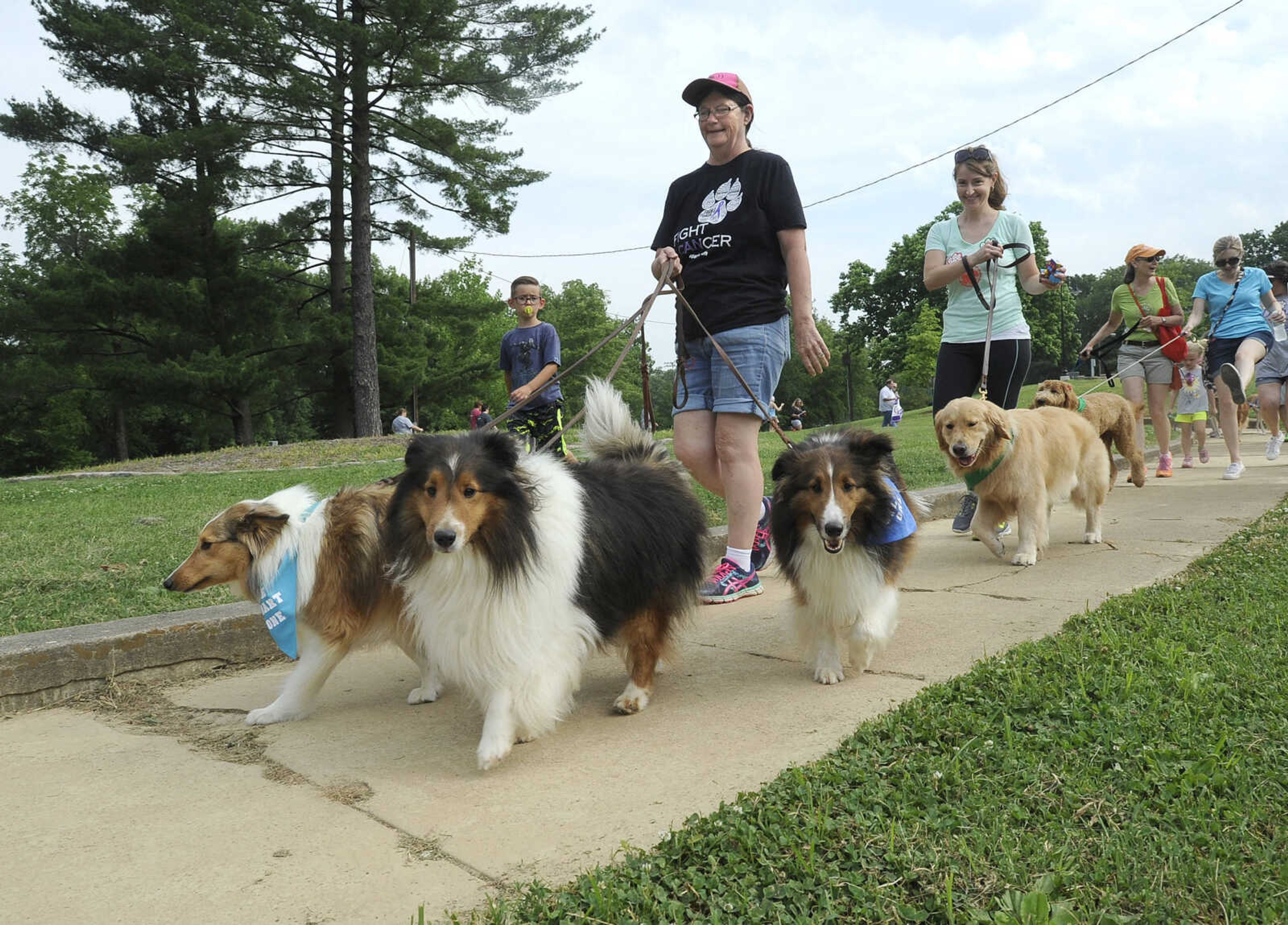 FRED LYNCH ~ flynch@semissourian.com
Mary Stucker walks with her shetland sheep dogs, Lacy, Rudy and Oscar, on Saturday, June 9, 2018 at the American Cancer Society's Bark for Life event at Capaha Park.