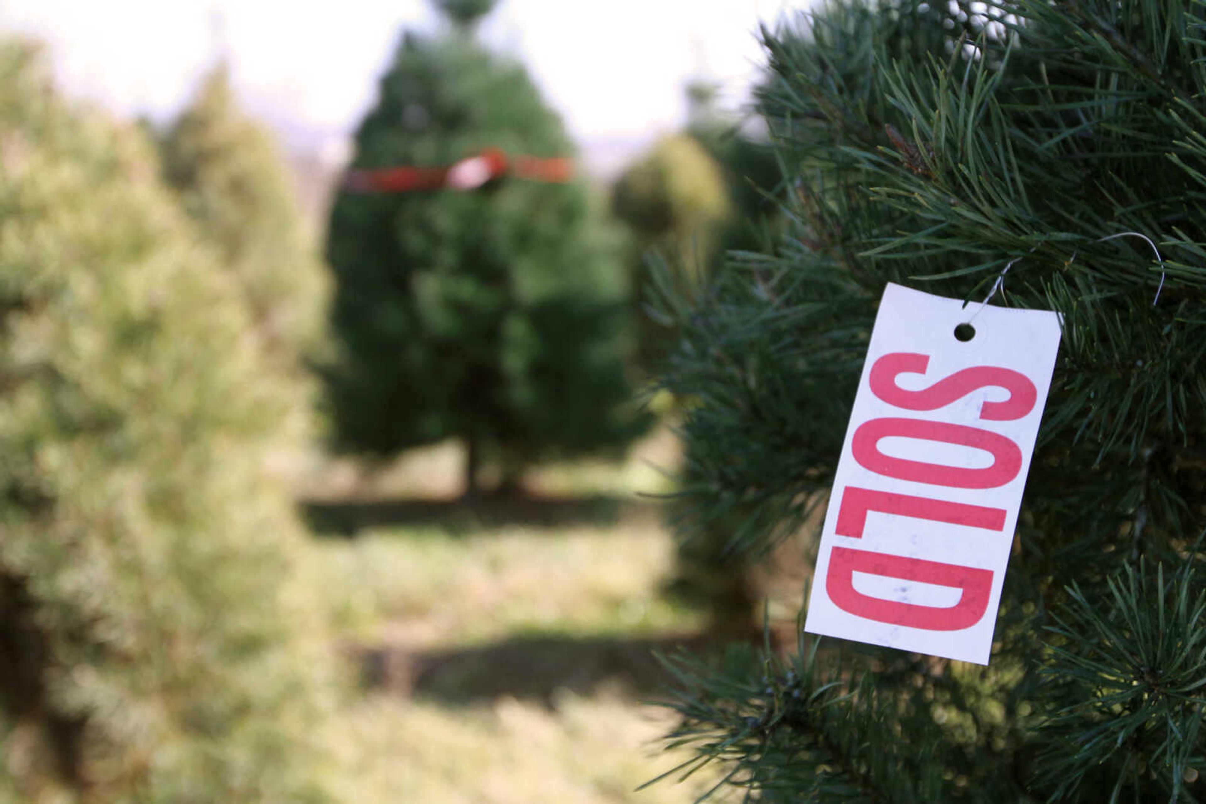 GLENN LANDBERG ~ glandberg@semissourian.com

A sold tag hangs from a tree at Meier Horse Shoe Pines in Jackson Friday, Nov. 28, 2014.