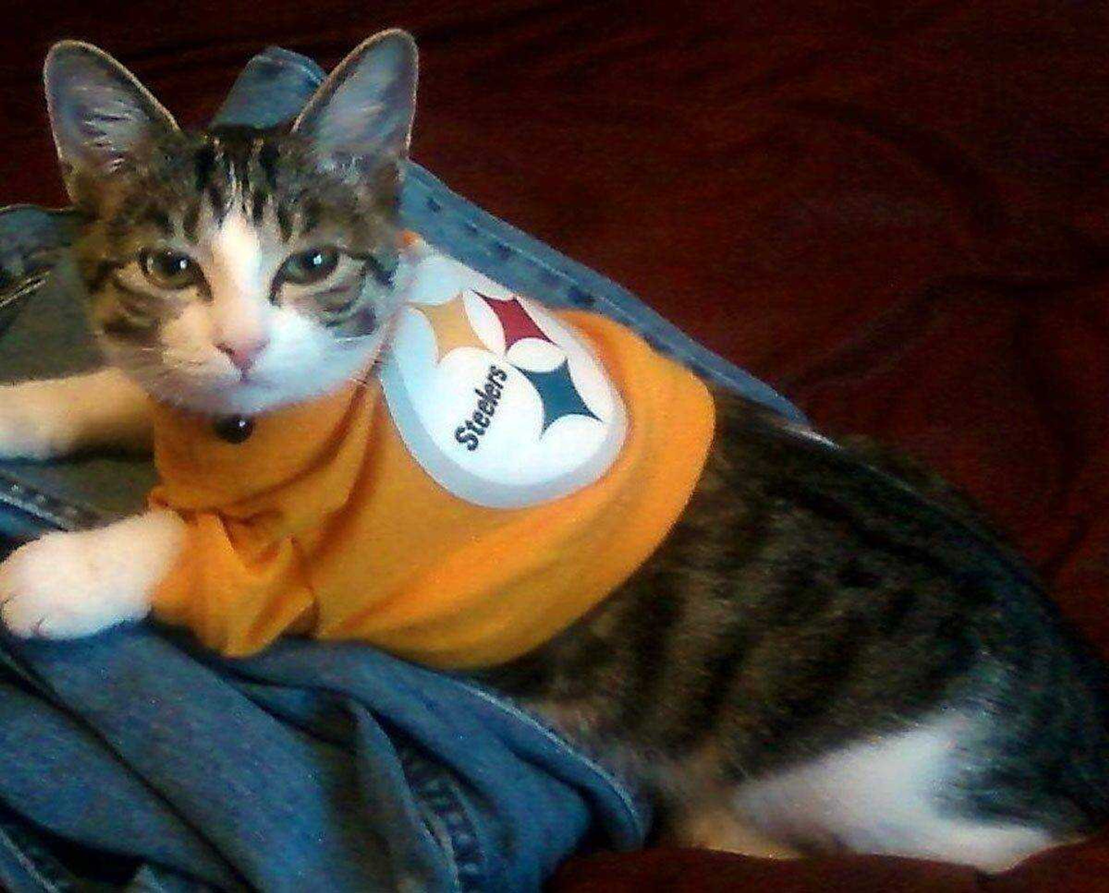 PET NAME: Luna<br>OWNER: Kerry Davis<br>ABOUT LUNA: This is Luna wearing a Steelers sweater. You can call it whatever you want. I have called it lots of things such as "Here we go Steelers here we go!" "GO TEAM!" "THROW THE BALL!" &amp; "Half time is nap time."