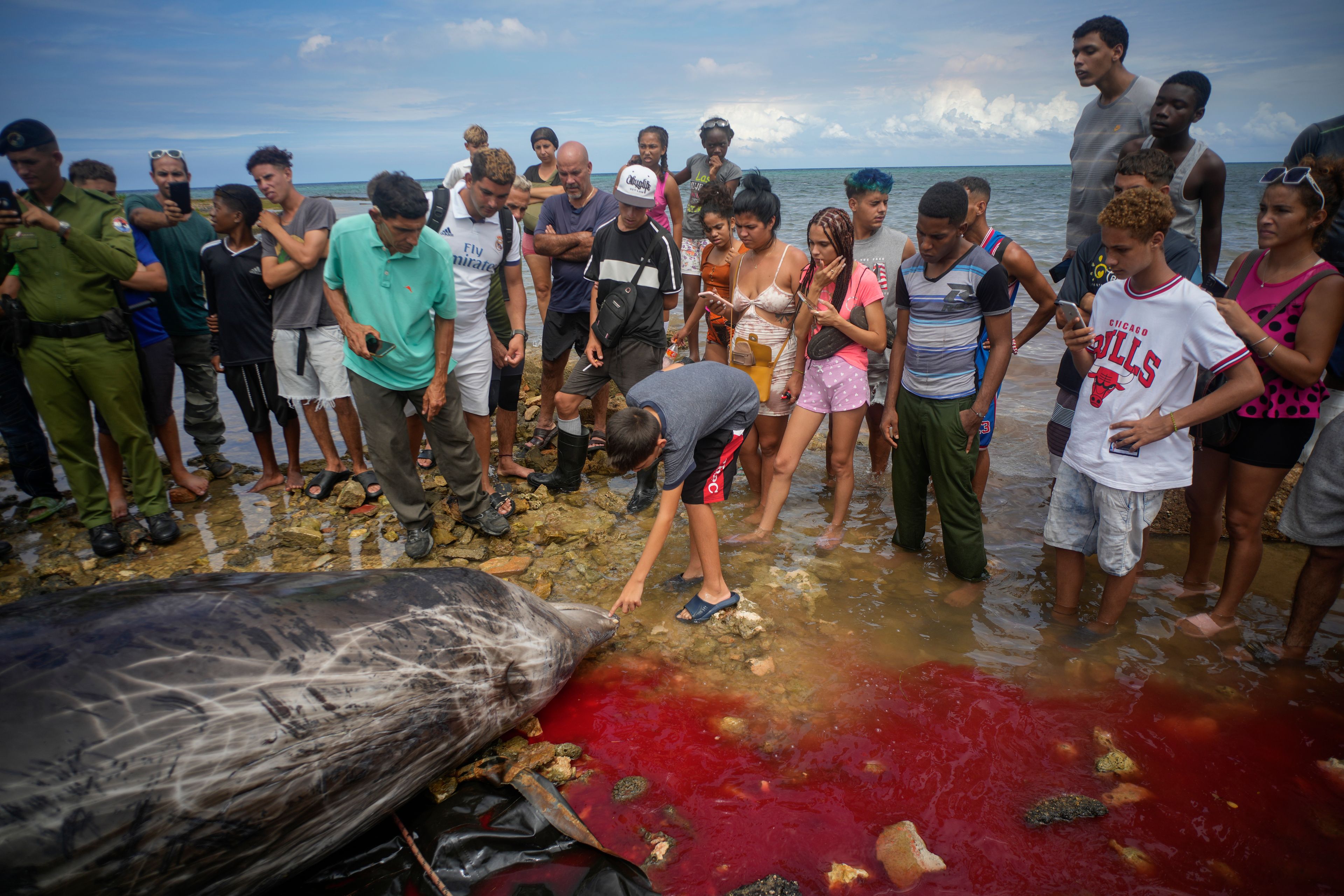 People inspect a dead whale on the coast of Baracoa, Artemisa province, Cuba, Thursday, Oct. 3, 2024. (AP Photo/Ramon Espinosa)