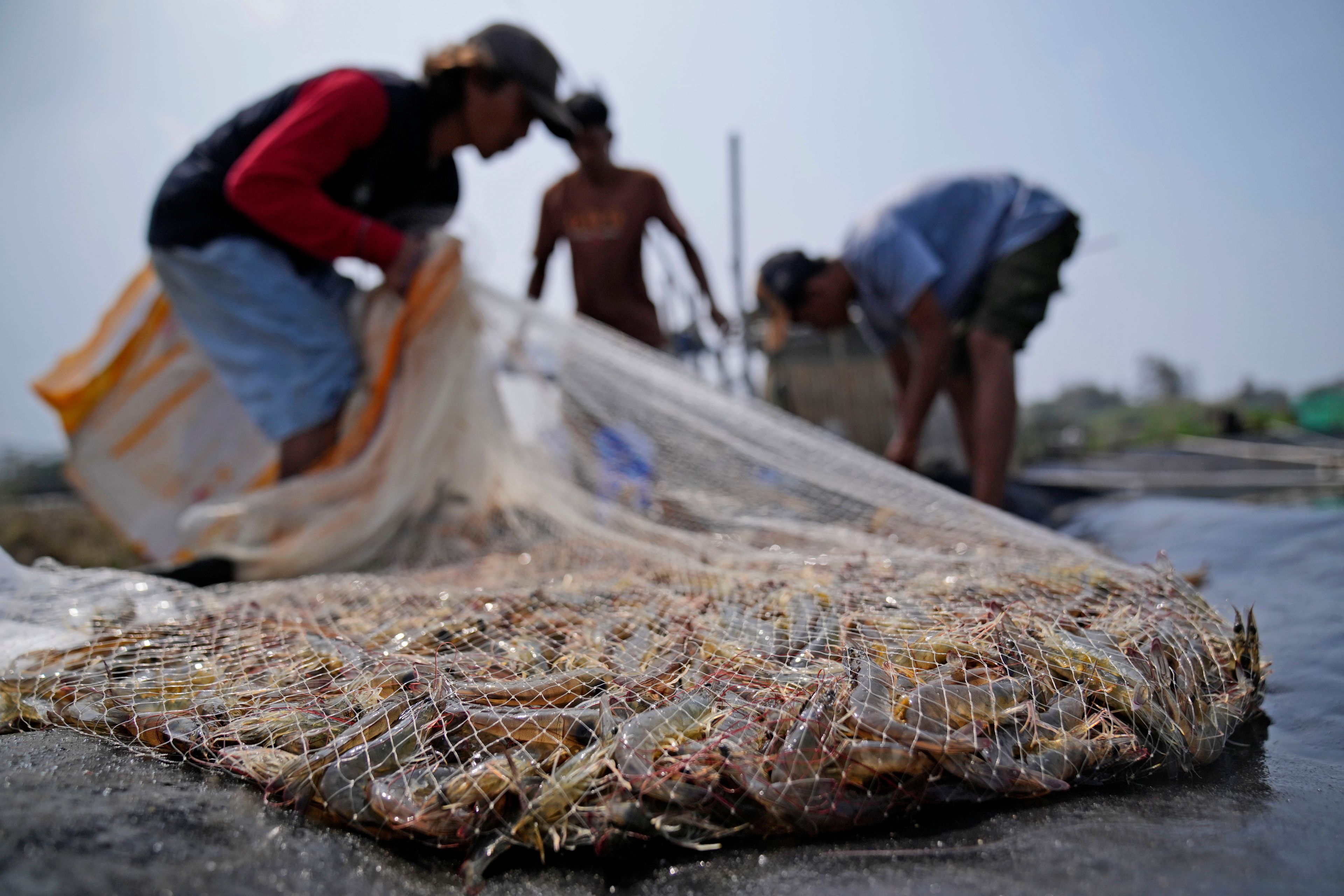 Workers harvest shrimps at a farm in Kebumen, Central Java, Indonesia, Tuesday, Sept. 24, 2024. (AP Photo/Dita Alangkara)