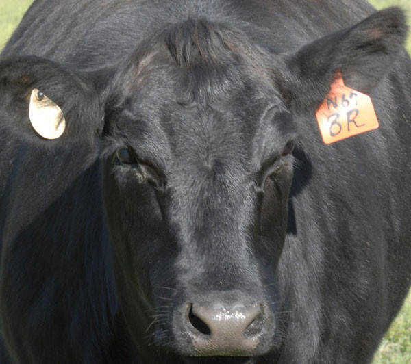 Computerized animal tracking