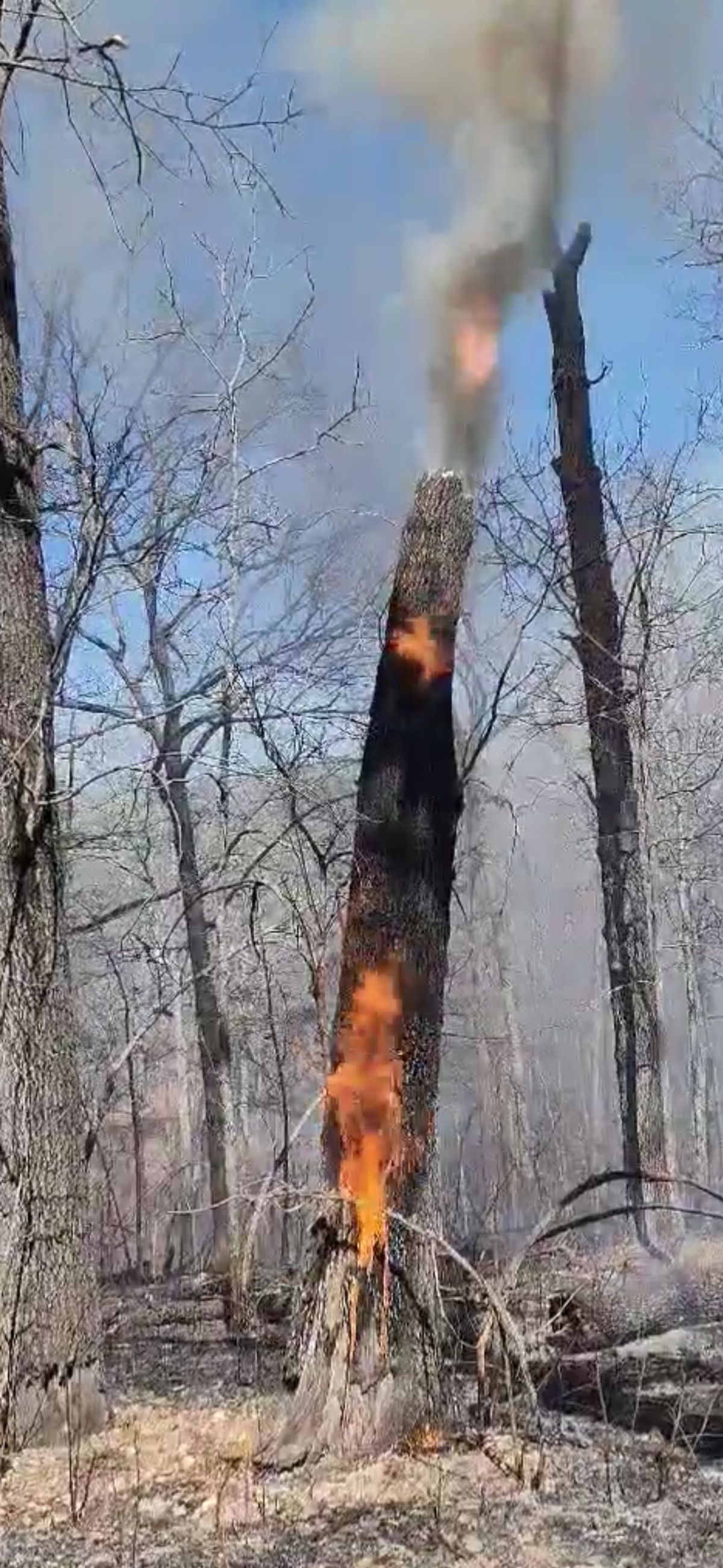 Through the woods: Fire in the woods