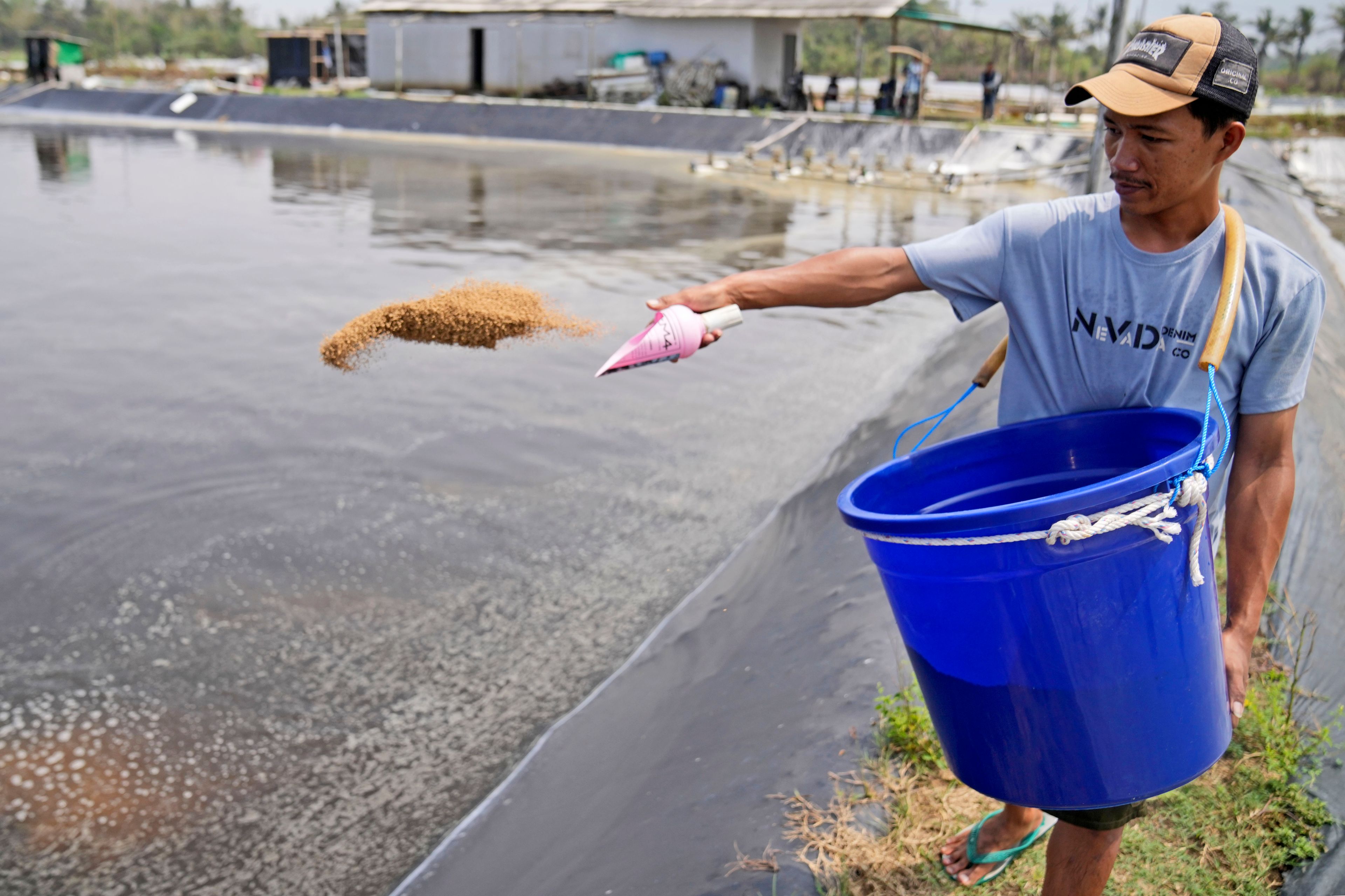 Farm worker Andika Yudha Agusta feed shrimps at a shrimp farm in Kebumen, Central Java, Indonesia, Tuesday, Sept. 24, 2024. (AP Photo/Dita Alangkara)