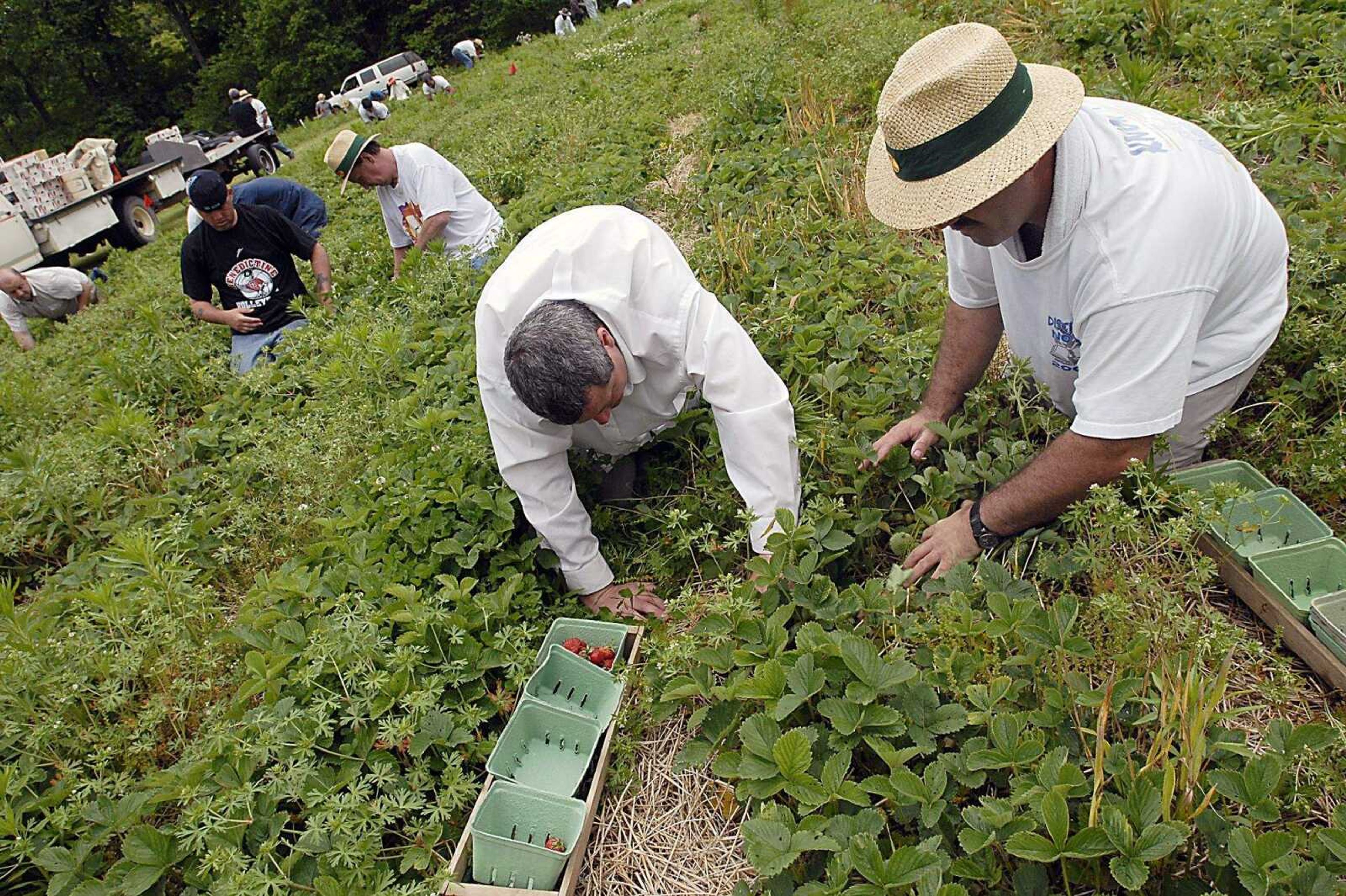 KIT DOYLE ~ kdoyle@semissourian.com
Picking strawberries at Teen Challenge Thursday, May 22, 2008.