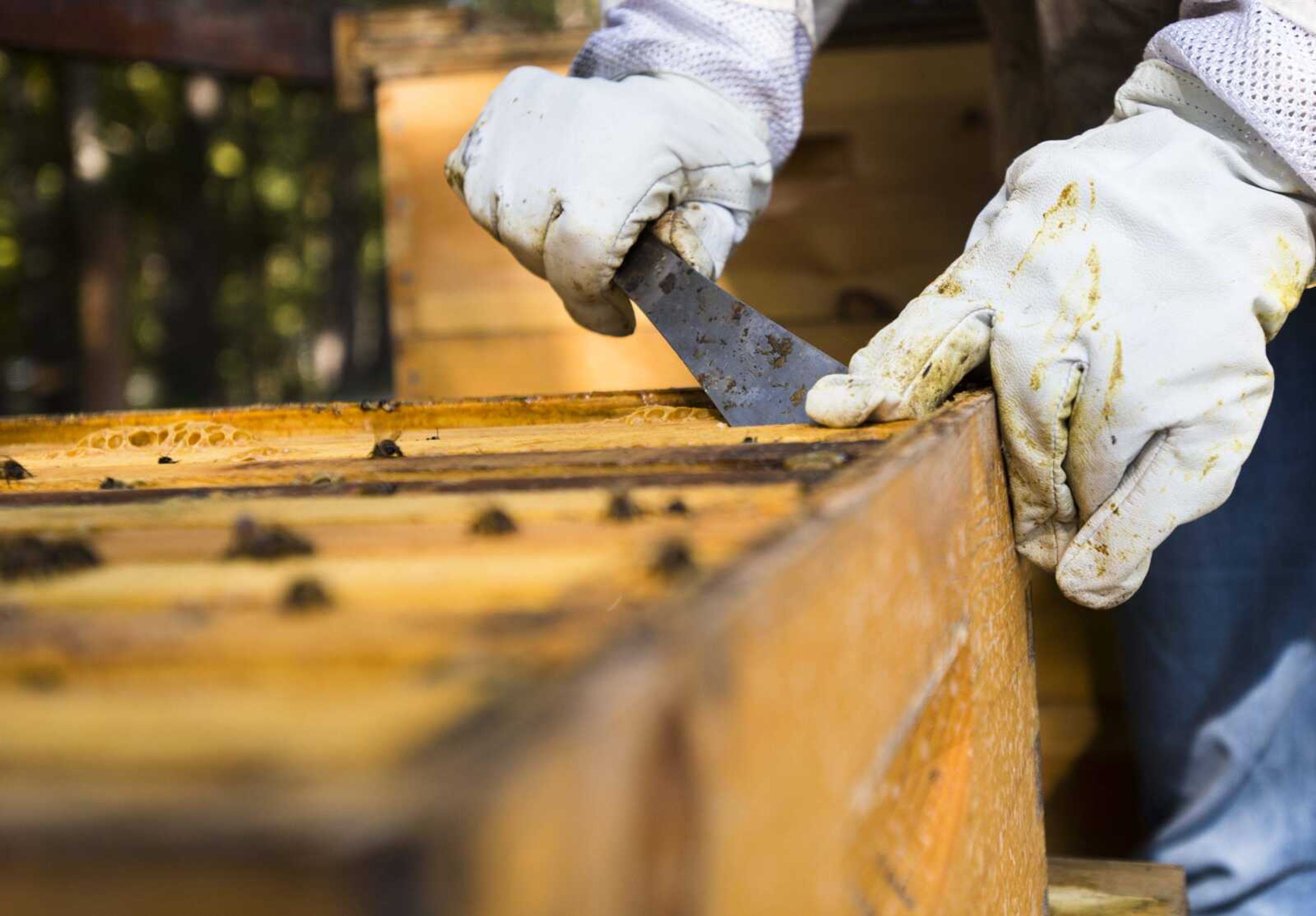 Carmen McNeely removes the top from one of her beehives Oct. 17, 2017 at her home in Fruitland.