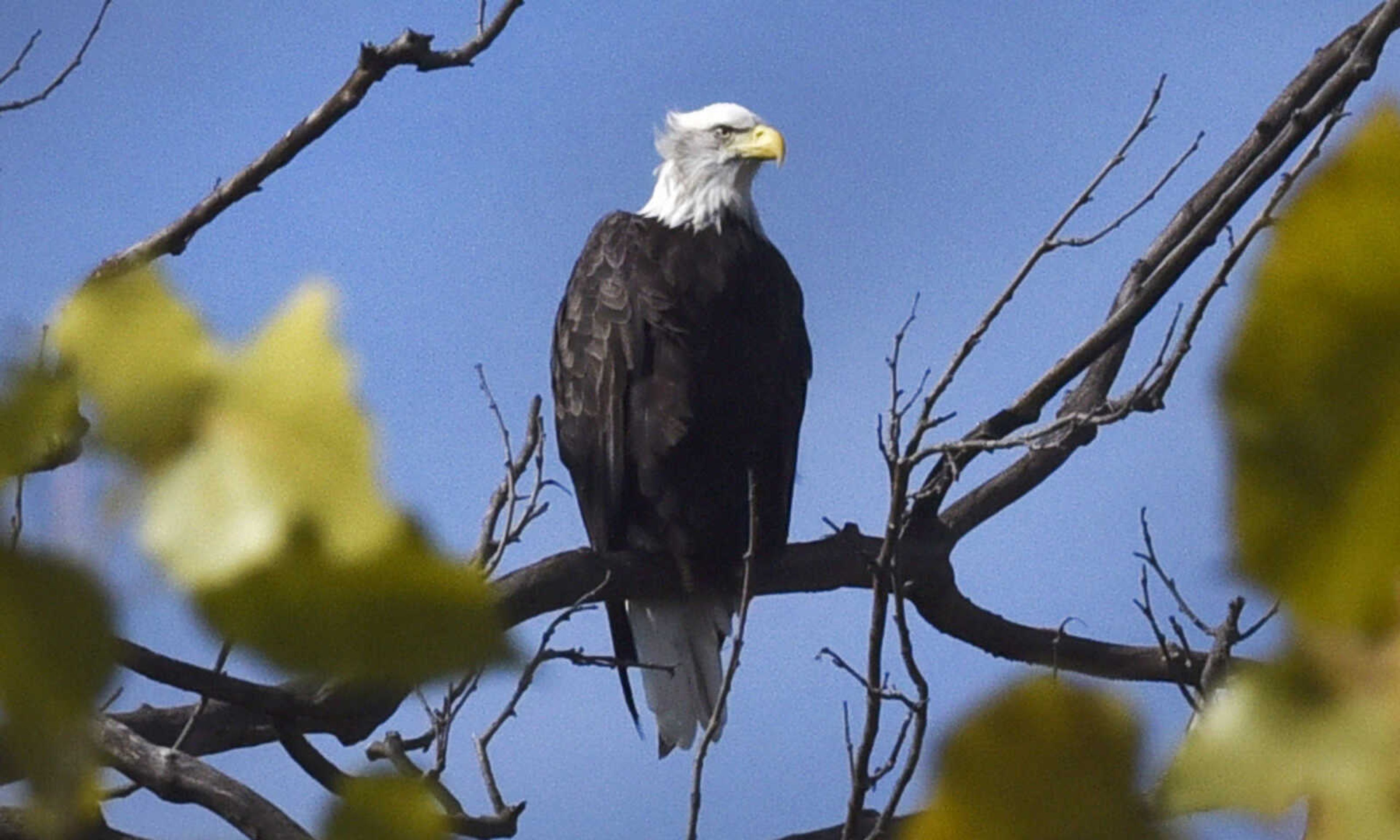 LAURA SIMON ~ lsimon@semissourian.com

A bald eagle sits in a tree near the Jackson Civic Center on Tuesday, Nov. 1, 2016.