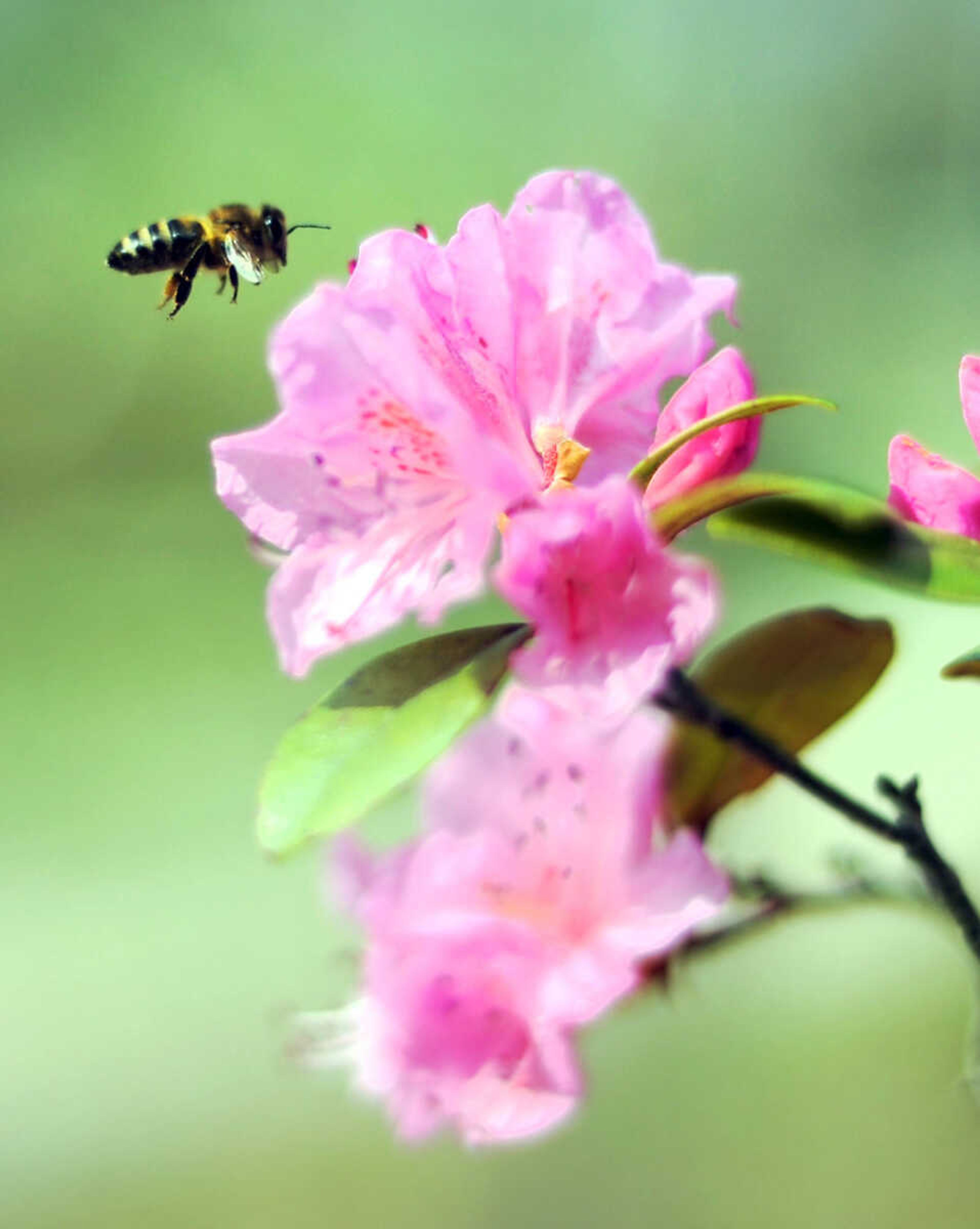 LAURA SIMON ~ lsimon@semissourian.com

Pinecrest Azalea Gardens, Thursday, April 16, 2015, in Oak Ridge, Missouri.