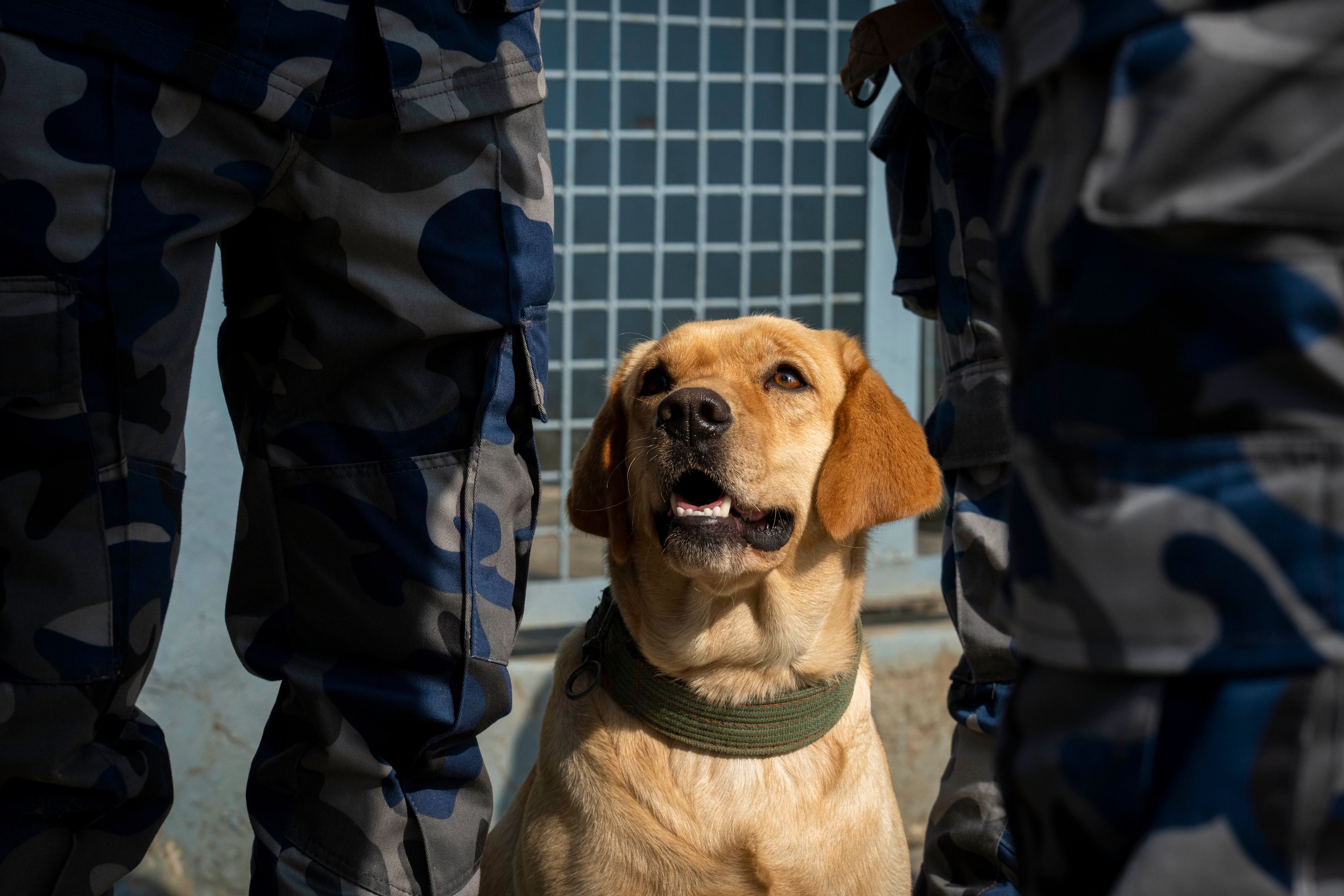 A dog waits for its turn to be worshiped at Nepal's Armed Police Force kennel division during Kukkur Tihar festival in Kathmandu, Nepal, Thursday, Oct. 31, 2024. Every year, dogs are worshiped to acknowledge their role in providing security during the second day of five days long Hindu festival Tihar. (AP Photo/Niranjan Shrestha)