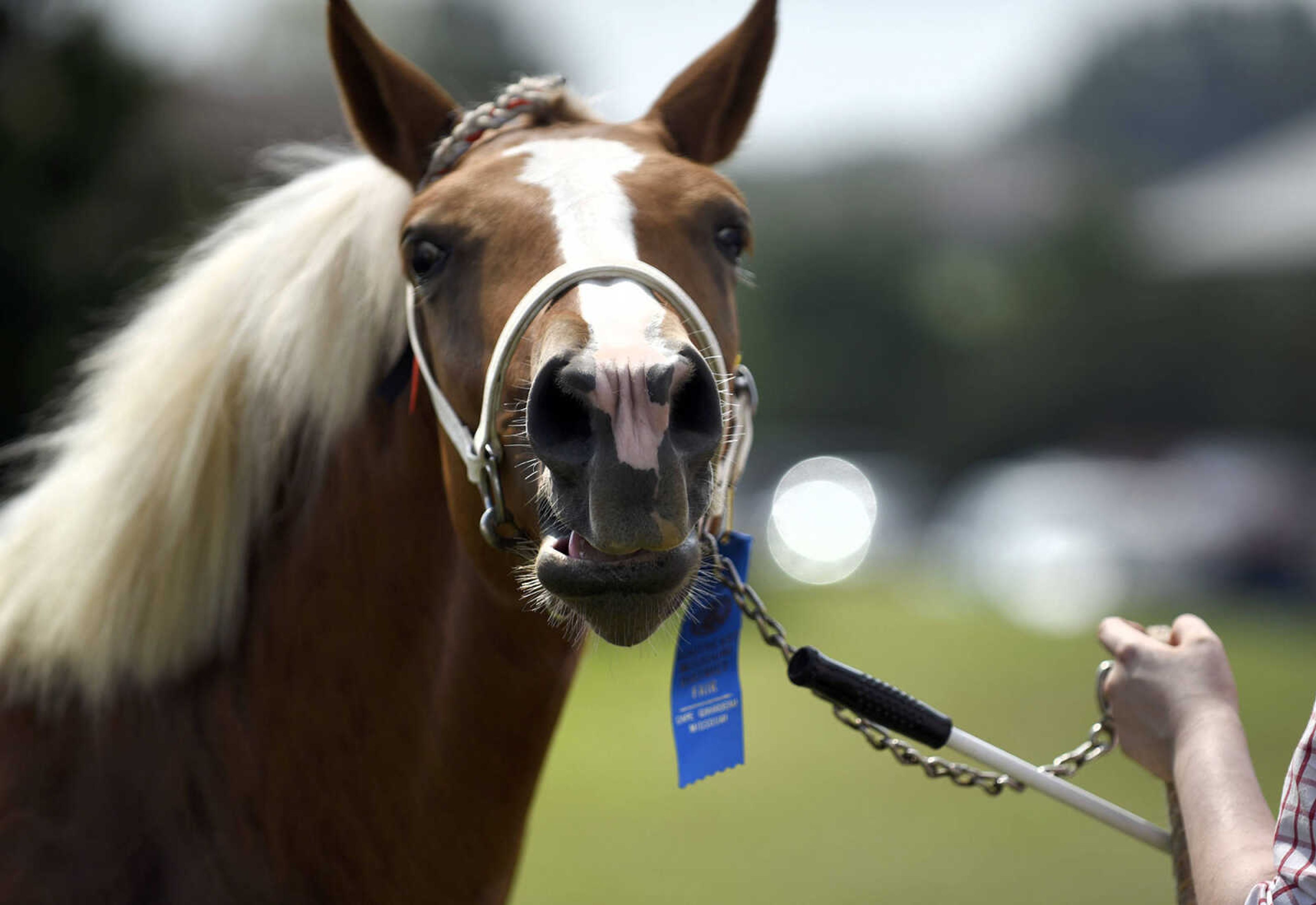 LAURA SIMON ~ lsimon@semissourian.com

People show their draft ponies during the SEMO District Fair on Friday, Sept. 16, 2016, at Arena Park in Cape Girardeau.