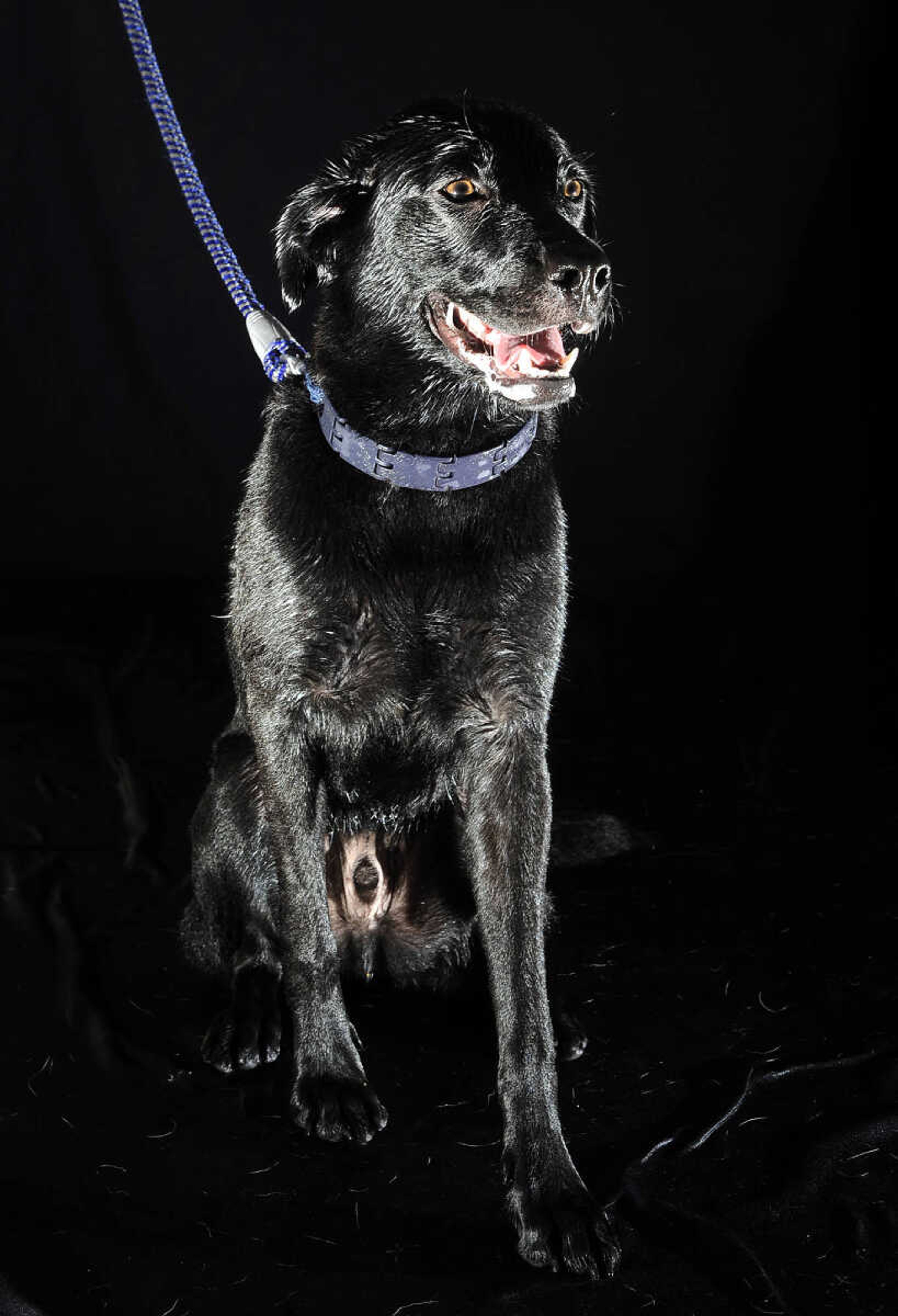 LAURA SIMON ~ lsimon@semissourian.com

Doggy Swim Day at Cape Splash, Sunday, Sept. 27, 2015, in Cape Girardeau. Leashed dogs got to swim and play in the lazy river and swimming pools with their owners. Proceeds from event benefit the Cape Girardeau Parks and Recreation Foundation.