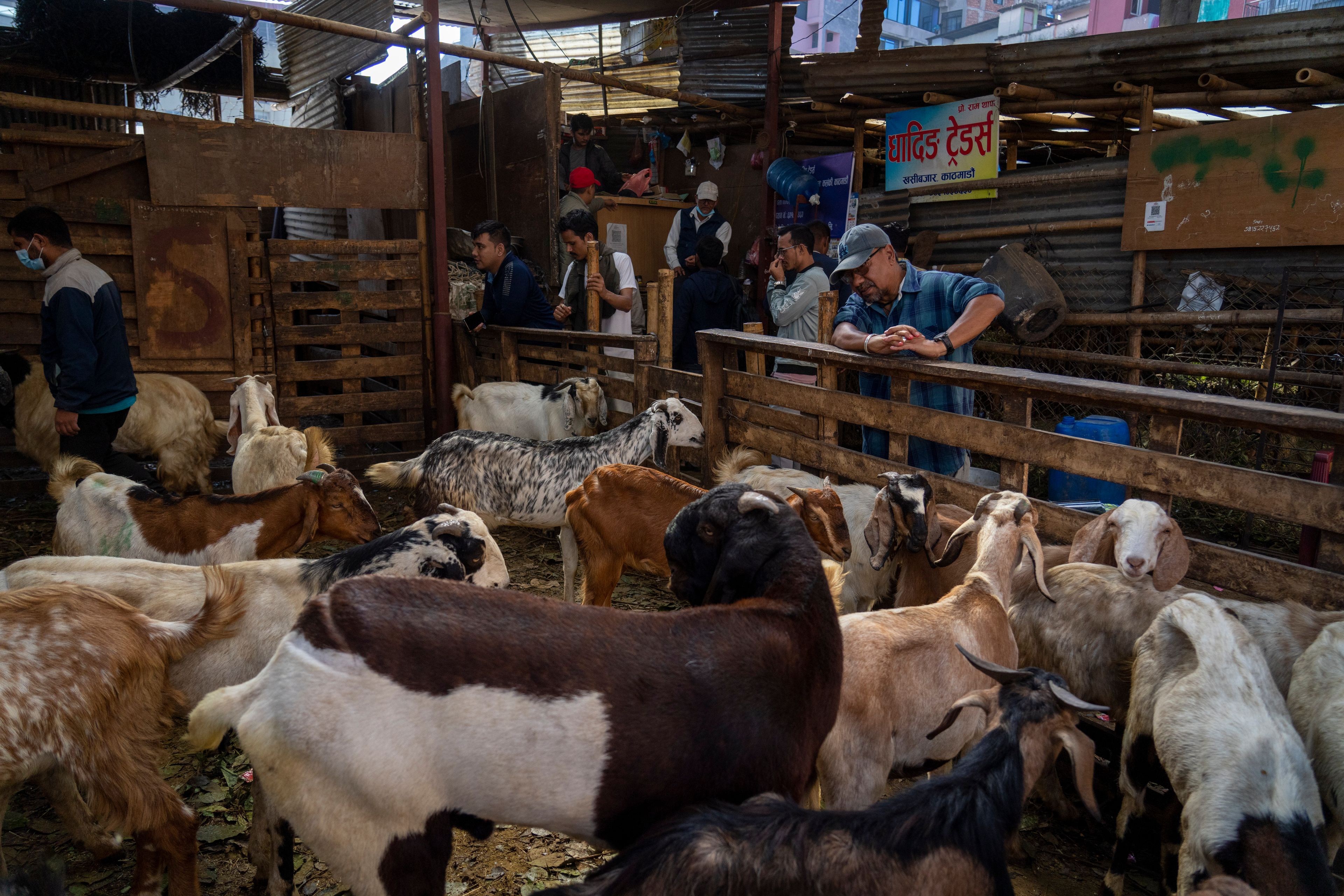 A customer searches for a goat to purchase for Dashain festival in Kathmandu, Nepal, Friday, Oct. 11, 2024. The festival commemorates the slaying of a demon king by Hindu goddess Durga, marking the victory of good over evil. (AP Photo/Niranjan Shrestha)