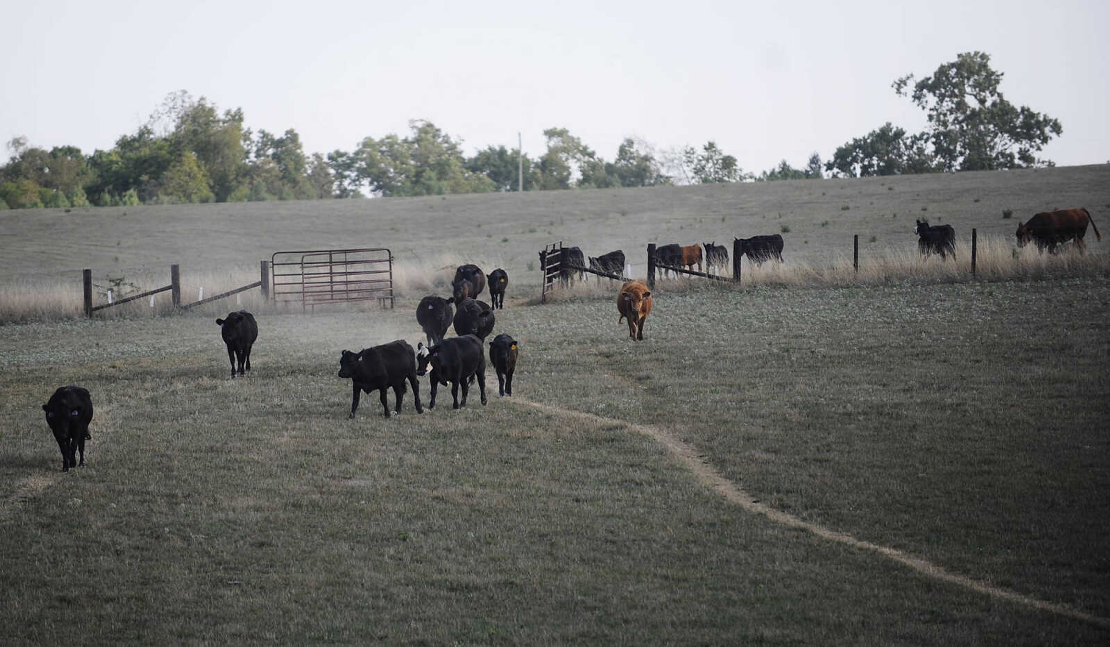 Cattle raise clouds of dust on Kirk Kinder's Daisy, Mo., farm Thursday, August 9. A work crew dug a new well on Kinder's farm with help from an emergency cost-share program through the State Soil and Water District Commission. Gov. Jay Nixon has directed $18.7 million in unallocated reserve funds to county soil and water districts to help livestock producers and farmers.