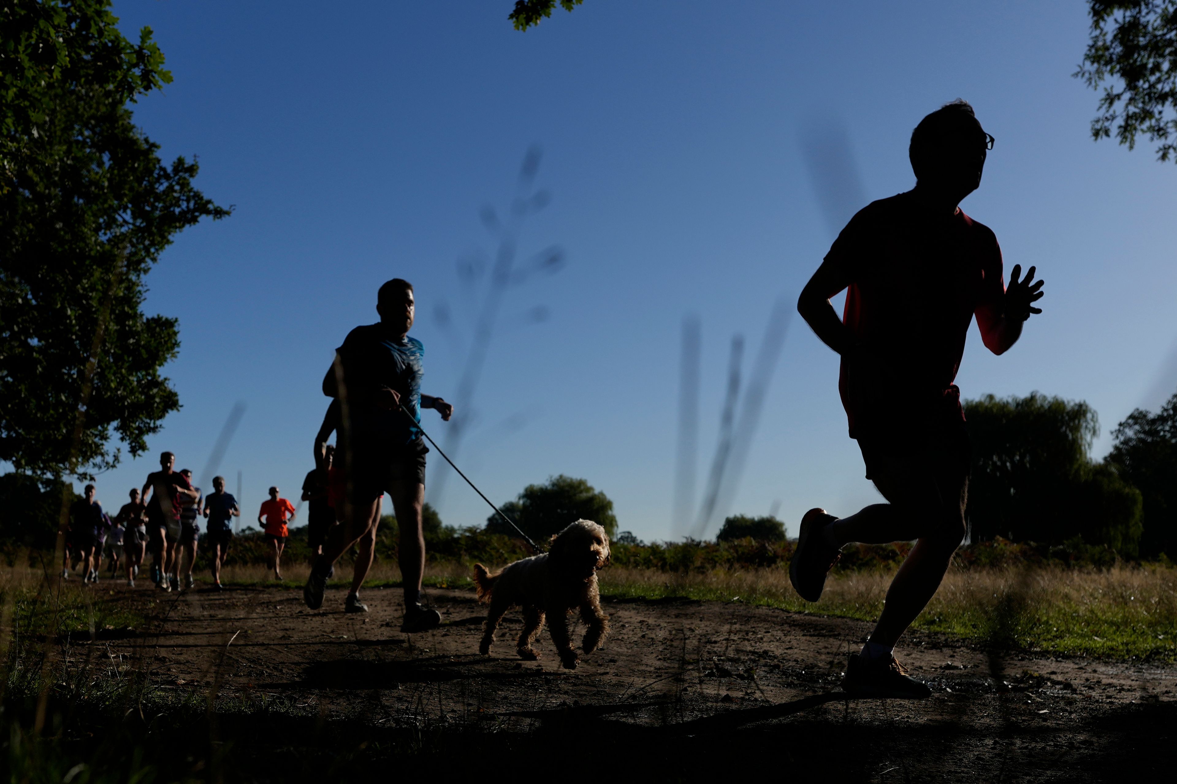 Runners and their dogs, compete in the parkrun event in Bushy Park, southwest London, Saturday, Sept. 28, 2024. (AP Photo/Alastair Grant)