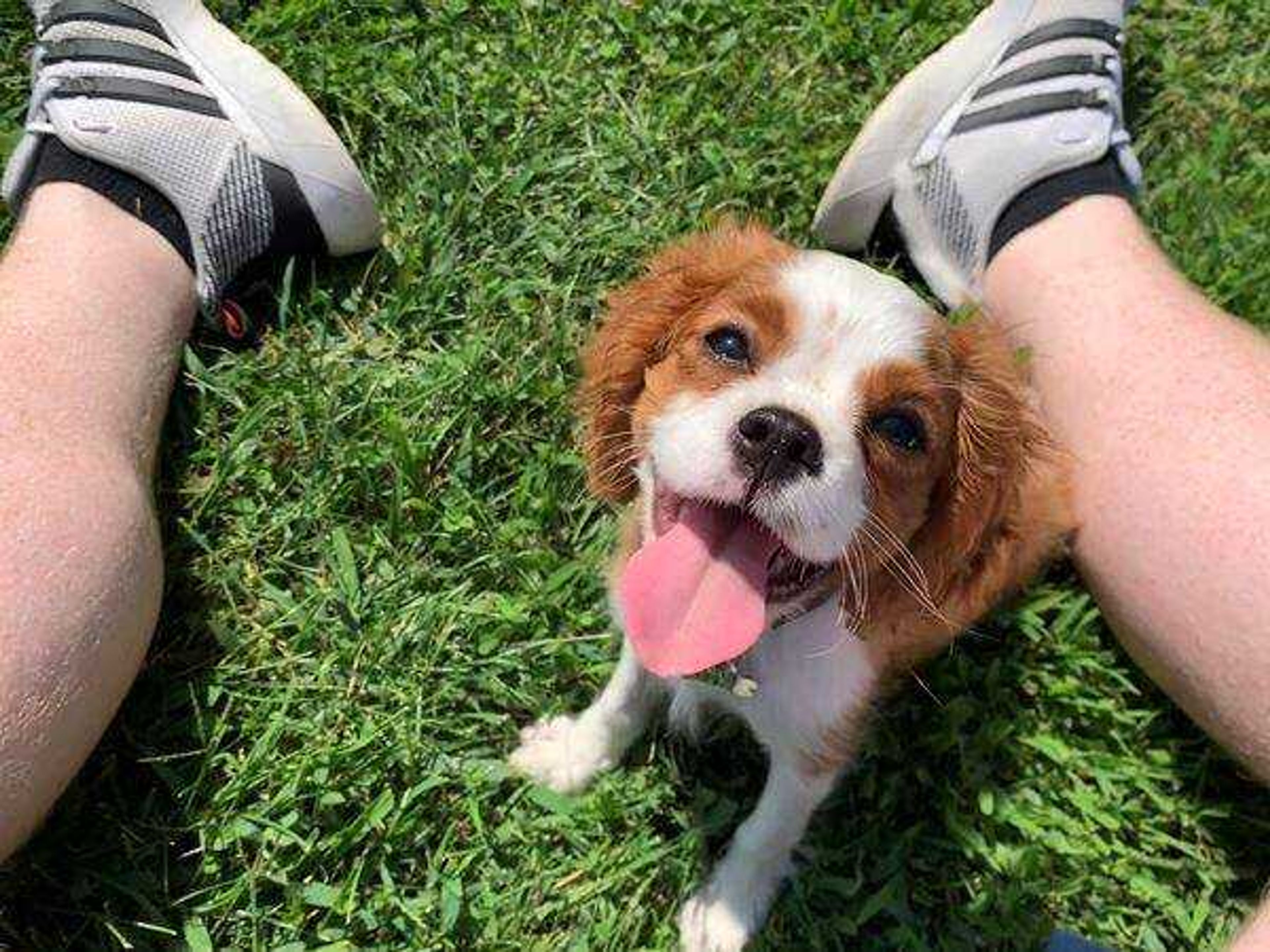 Maggie The King Charles&nbsp; -&nbsp; Maggie loves to play ball. Her bright eyes radiate happiness. She's love in its purest form.