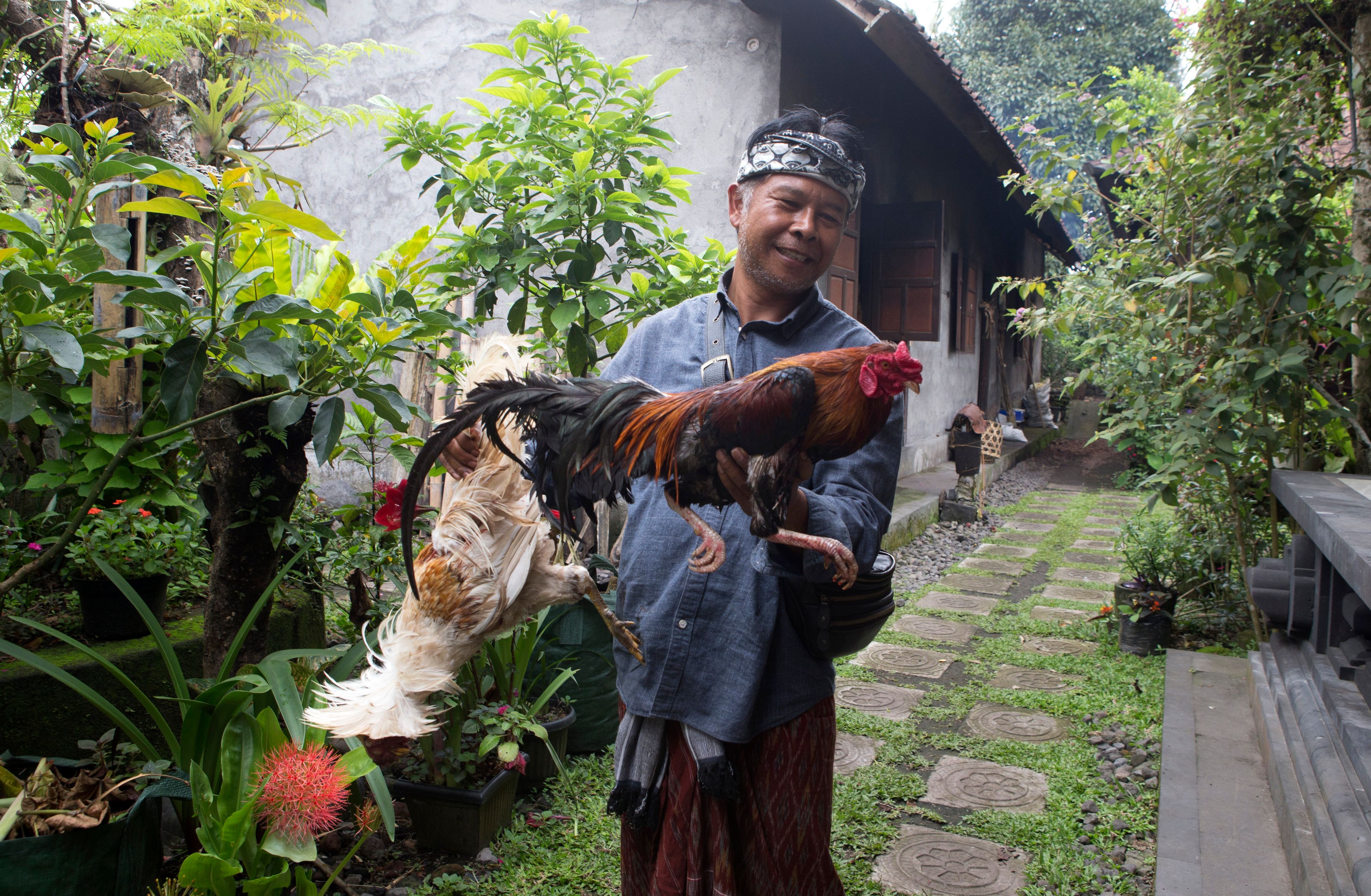 Nyoman Subrata, traditional chief of Geriana Kauh village, carries a rooster used in rituals for Ngusaba Goreng festival at Geriana Kauh village, Karangasem, Bali, Indonesia, Thursday, Nov. 21, 2024. (AP Photo/Firdia Lisnawati)