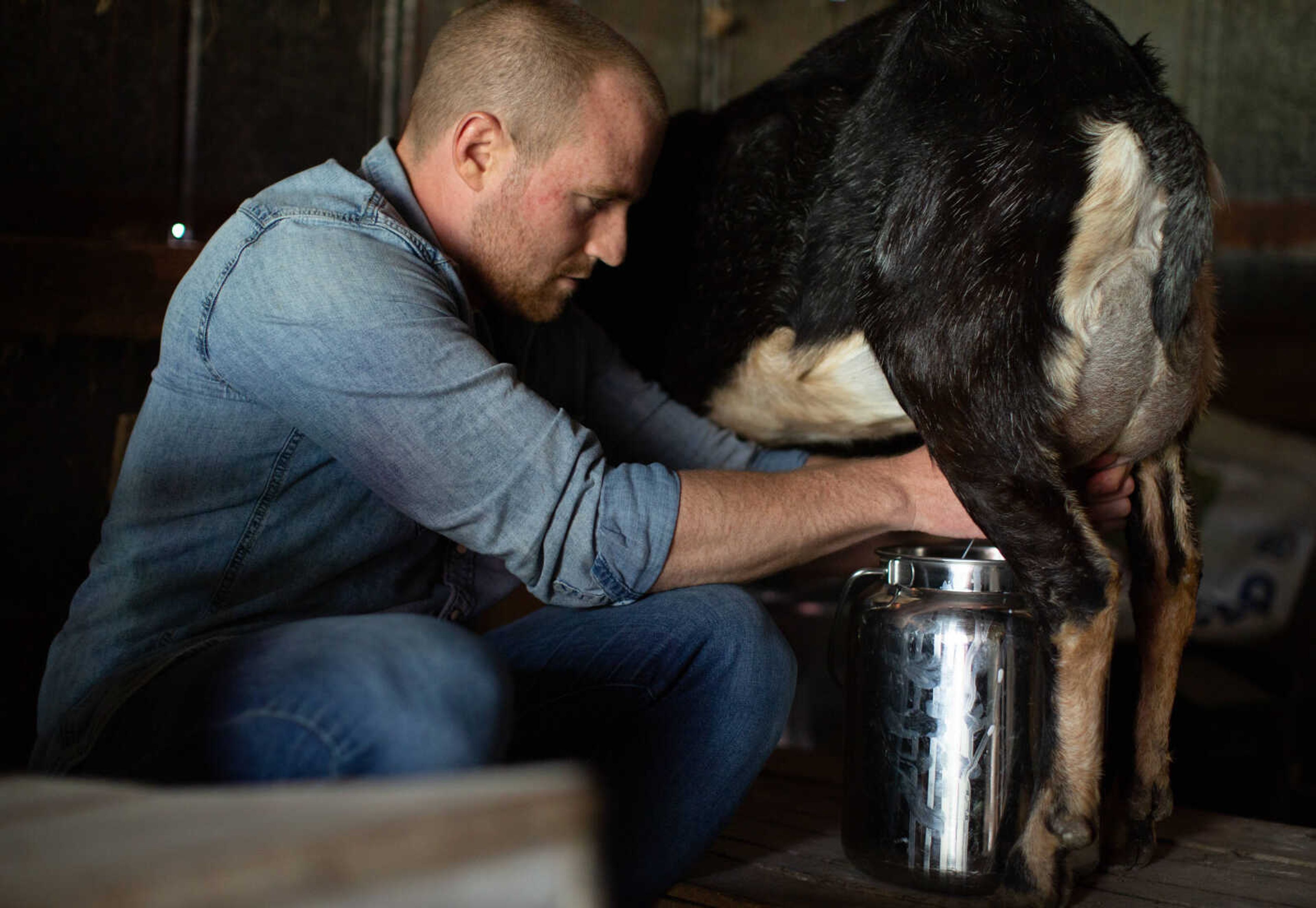 Trever Duncan milks one of his Nubian dairy goats by hand, spurting fresh milk into a pail. Trever milks the goats twice each day, at 4 a.m. and 4 p.m.