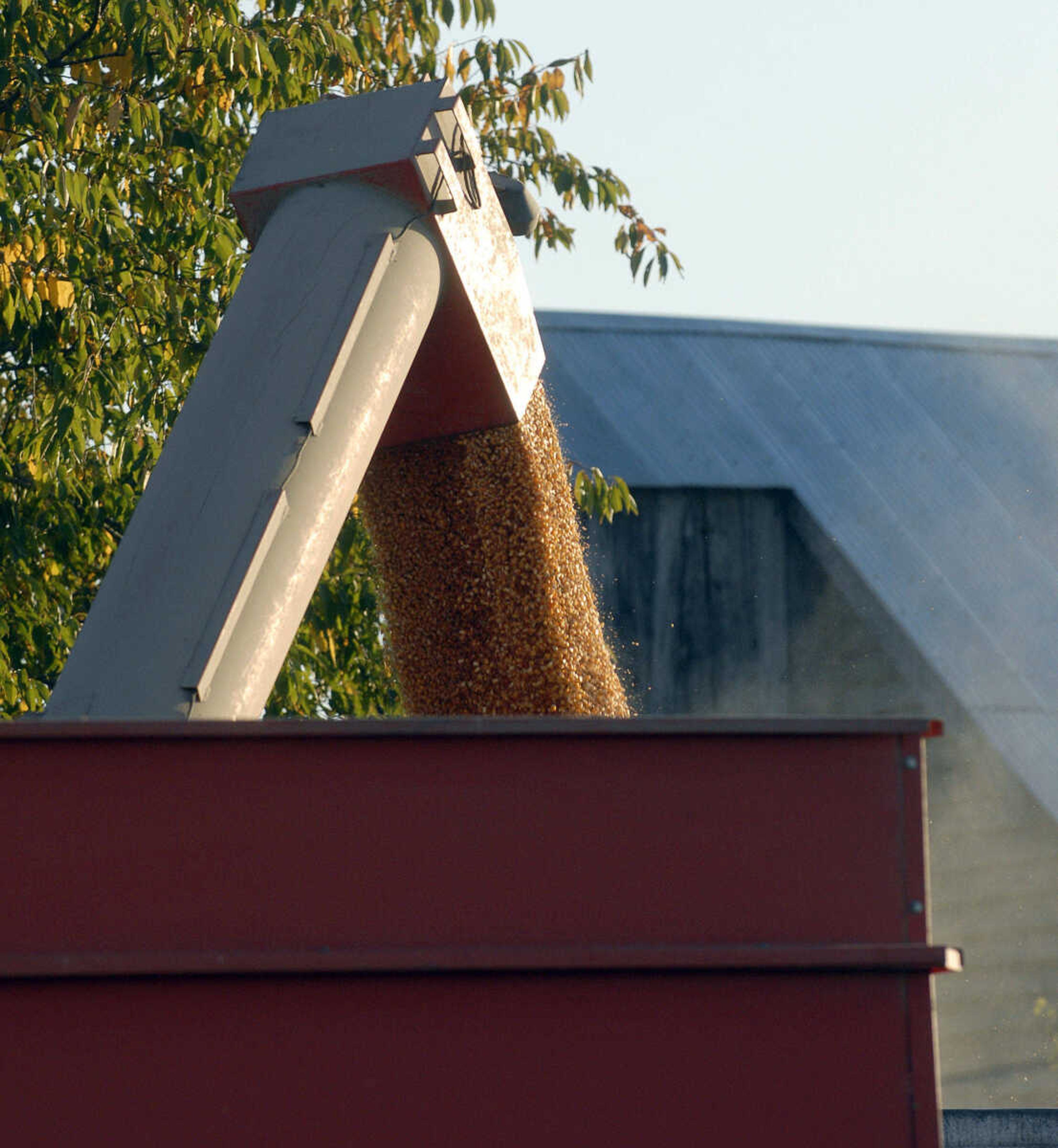 LAURA SIMON ~ lsimon@semissourian.com
Corn from a combine is emptied into a grain bin Tuesday, October 4, 2011 near Jackson, Mo.