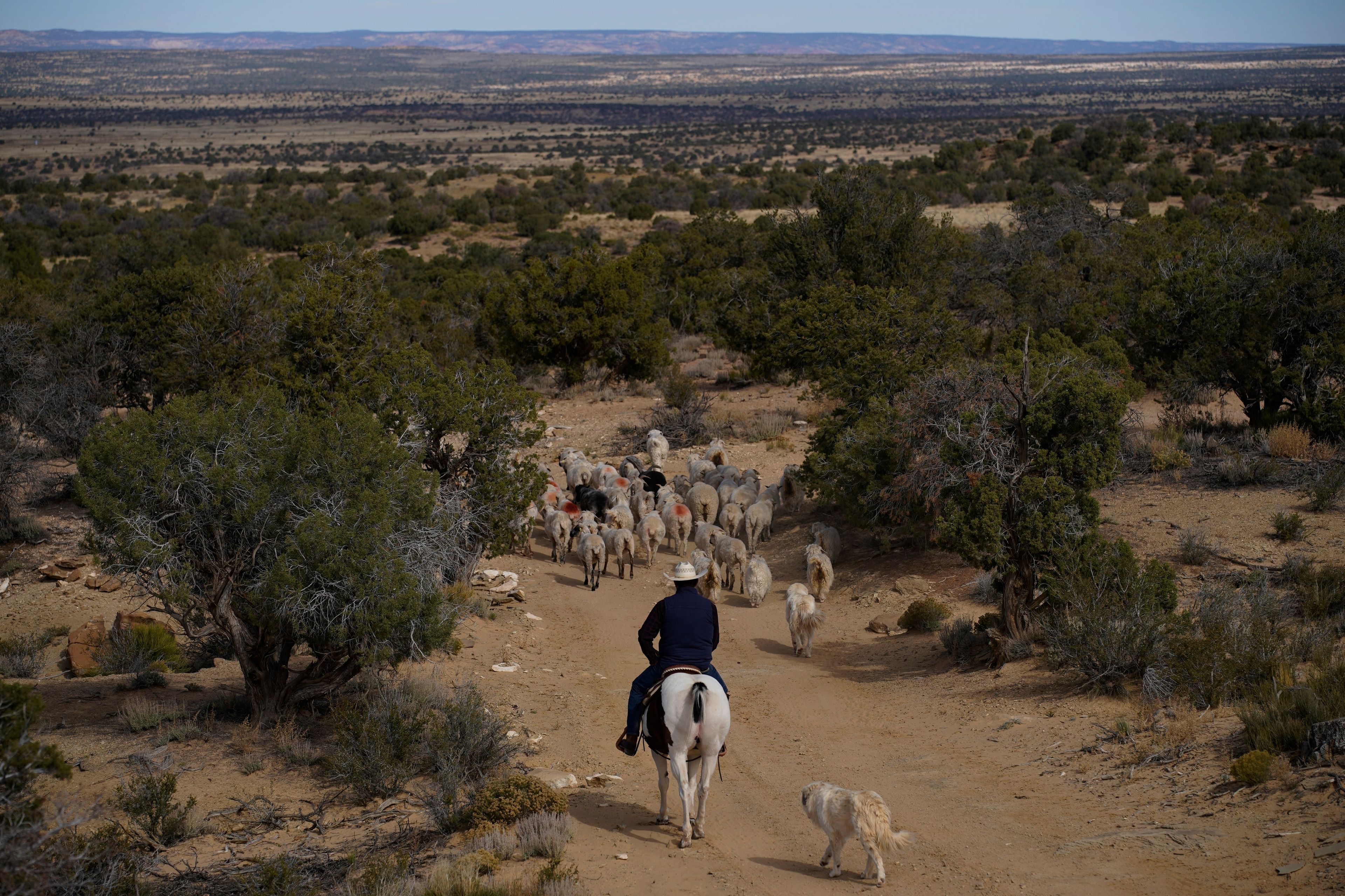 FILE - Jay Begay moves his flock of sheep on horseback near his home on Sunday, Oct. 30, 2022, in the Navajo Nation in Arizona. (AP Photo/John Locher, File)