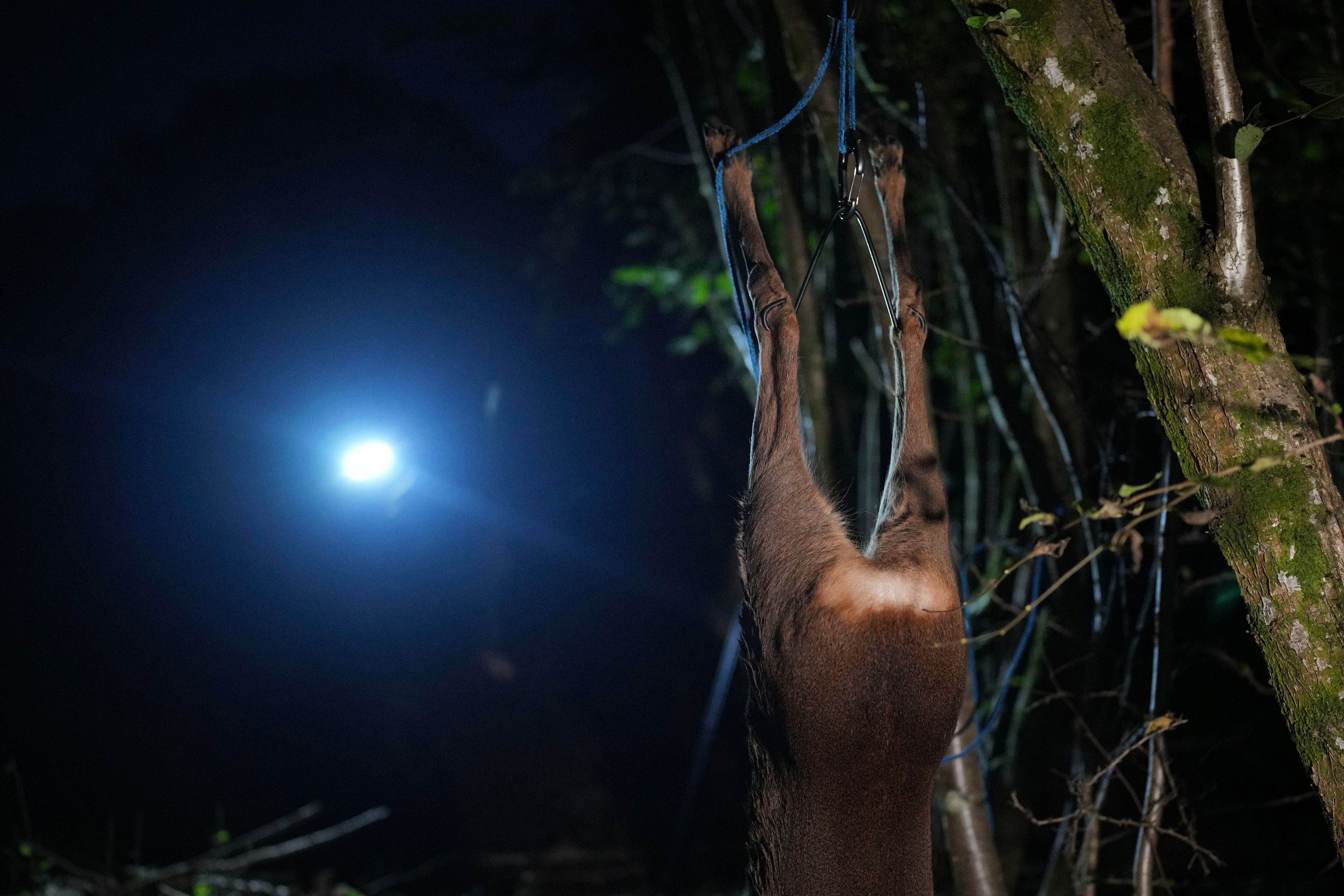 A newly killed deer is hung on tree by Martin Edwards, Head of Deer and Woodland Management at BASC (The British Association for Shooting and Conservation), in a woods at Tichborne, east of Winchester in Hampshire, England, Monday, Nov. 4, 2024. Wild deer numbers have dramatically multiplied in recent decades and there are now more deer in England than at any other time in the last 1,000 years, according to the Forestry Commission, the government department looking after England's public woodland.(AP Photo/Kin Cheung)