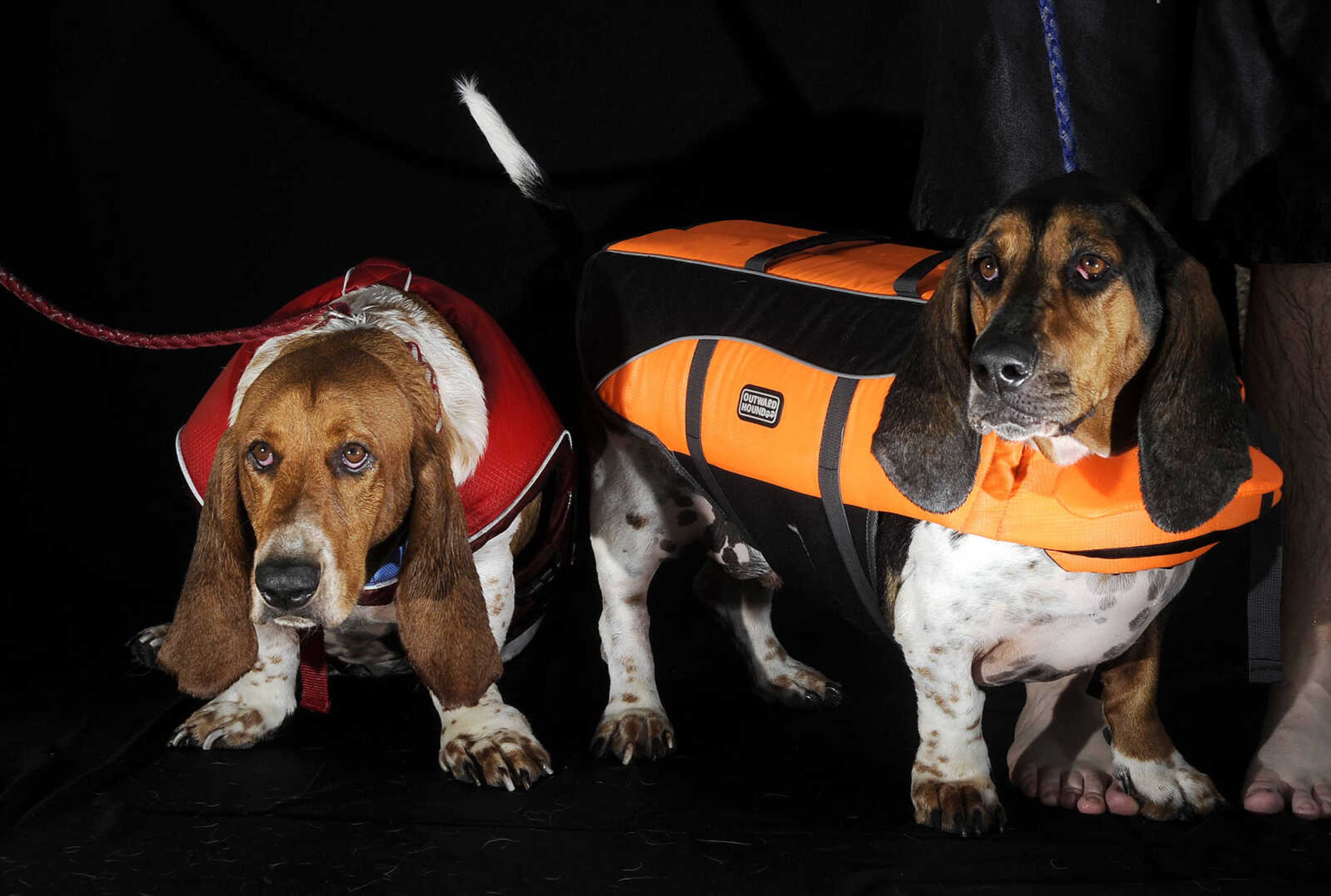 LAURA SIMON ~ lsimon@semissourian.com

Doggy Swim Day at Cape Splash, Sunday, Sept. 27, 2015, in Cape Girardeau. Leashed dogs got to swim and play in the lazy river and swimming pools with their owners. Proceeds from event benefit the Cape Girardeau Parks and Recreation Foundation.