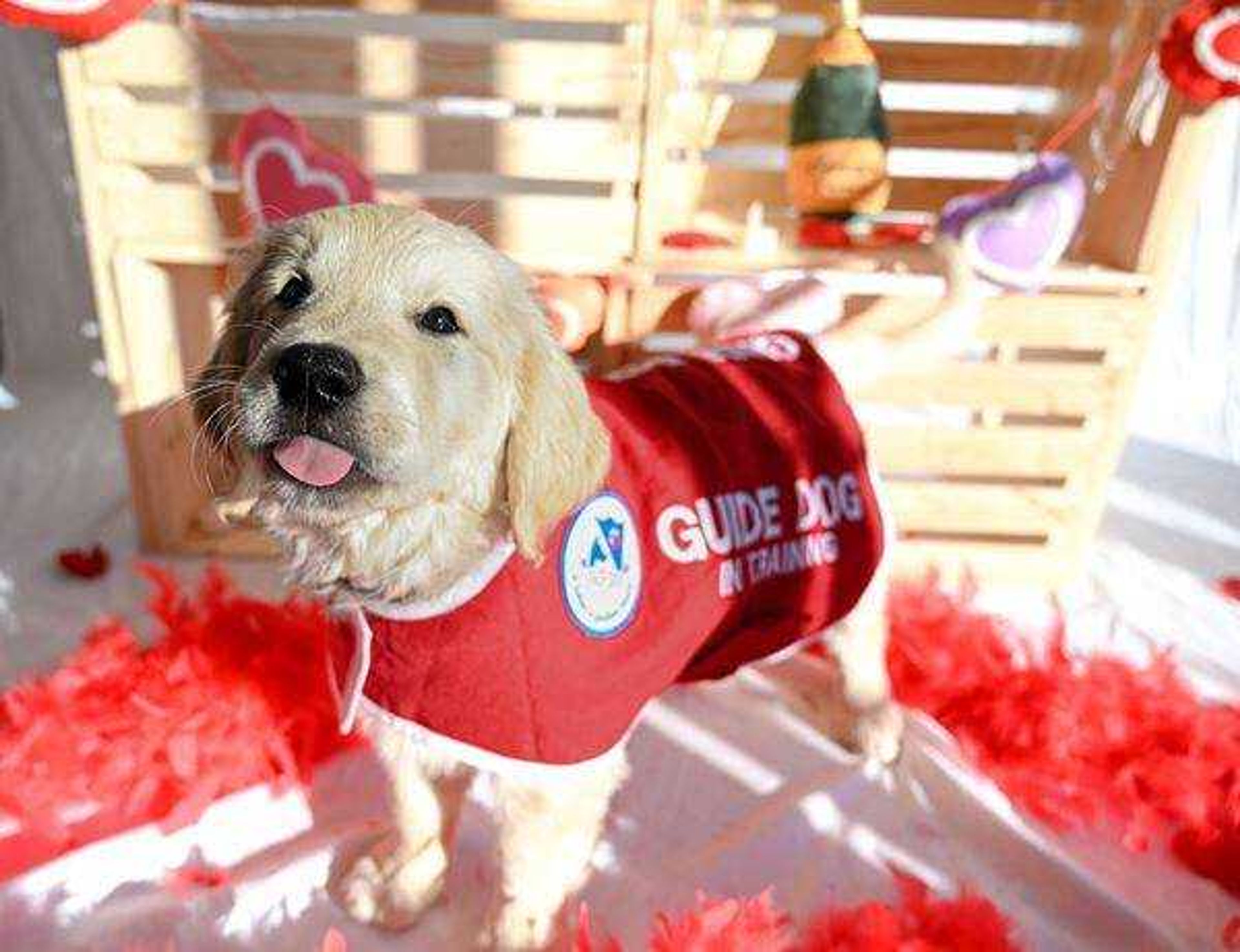 Archie the Guide Dog&nbsp; -&nbsp; This is Archie from Gallant Hearts Guide Dog Center! I am his puppy raiser and trainer getting him ready to help someone be their eyes one day! He is full of joy and excitement! Can't wait to see what he can do!