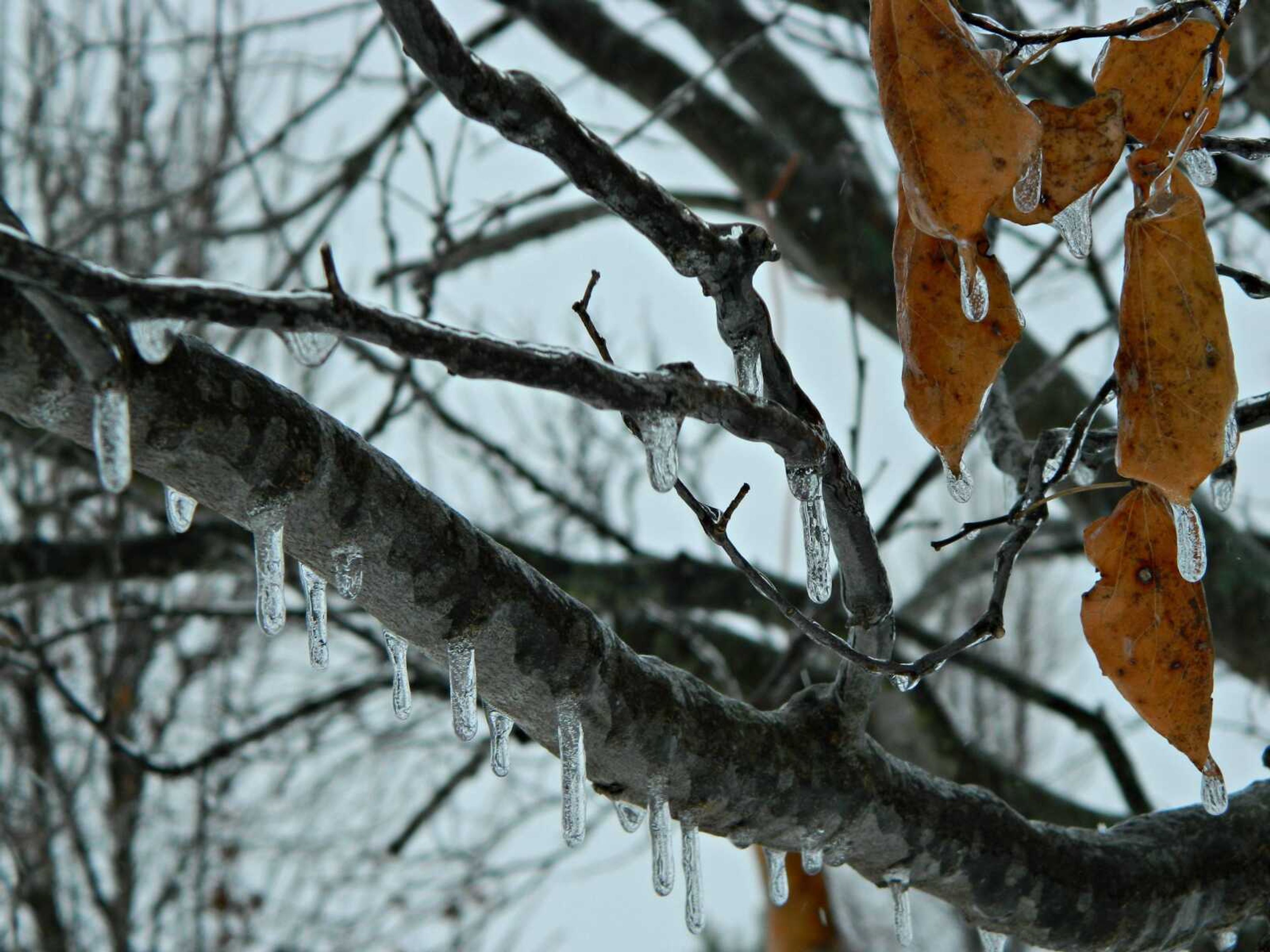 Frozen Leaves & Tree Branches