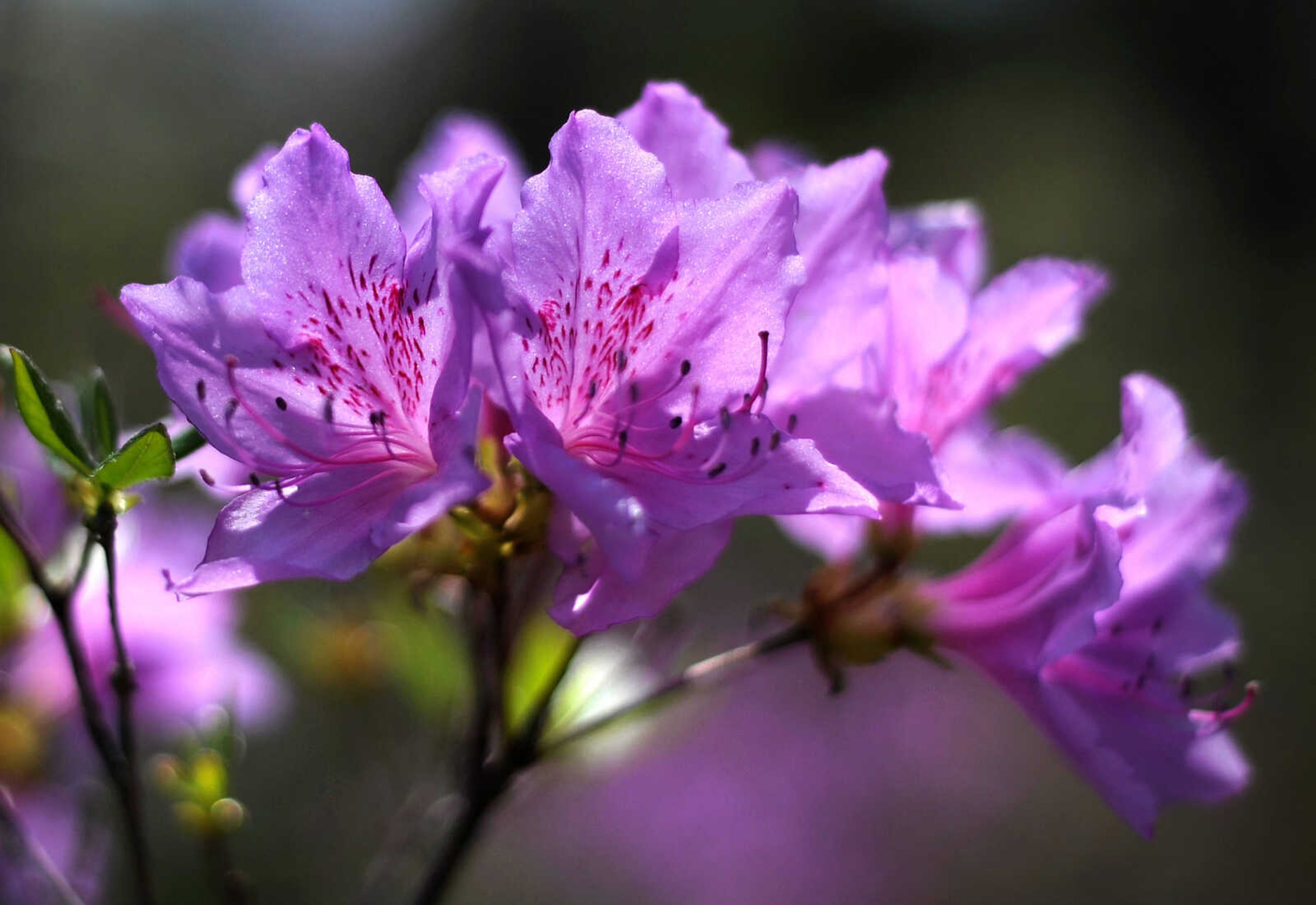 LAURA SIMON ~ lsimon@semissourian.com

Dogwoods, daffodils, jonquils and azaleas begin to bloom at Pinecrest Azalea Gardens, Wednesday, April 23, 2014, in Oak Ridge, Mo.