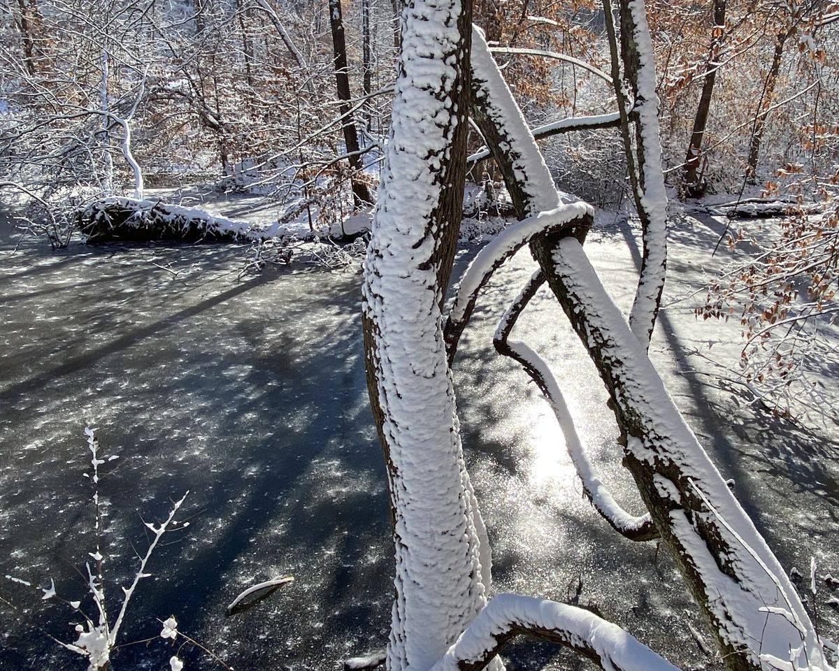 Through the Woods: Snow in the woods
