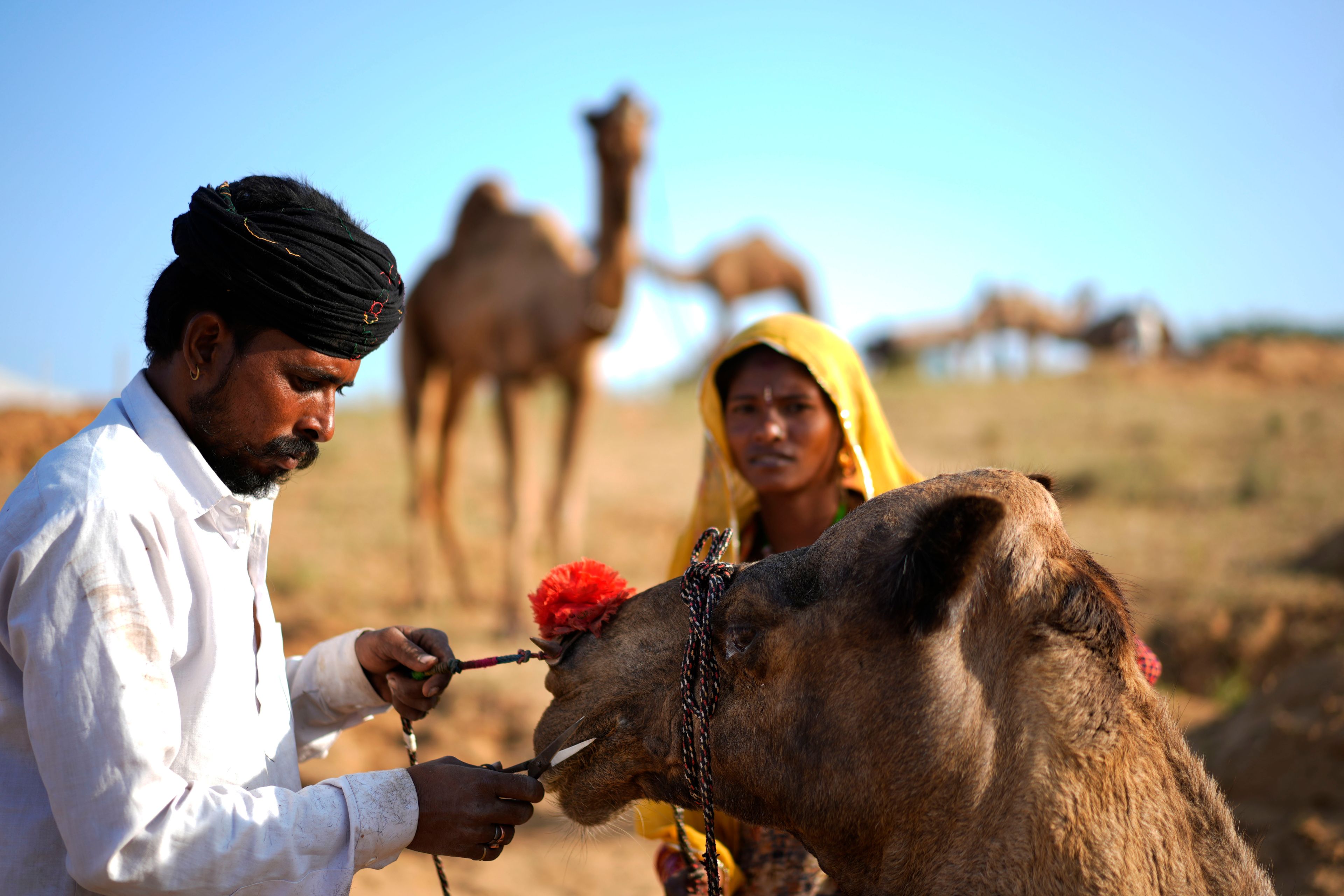 A barber trims the hair of a camel at a camel fair in Pushkar, in the northwestern Indian state of Rajasthan, Monday, Nov. 4, 2024. (AP Photo/Deepak Sharma)