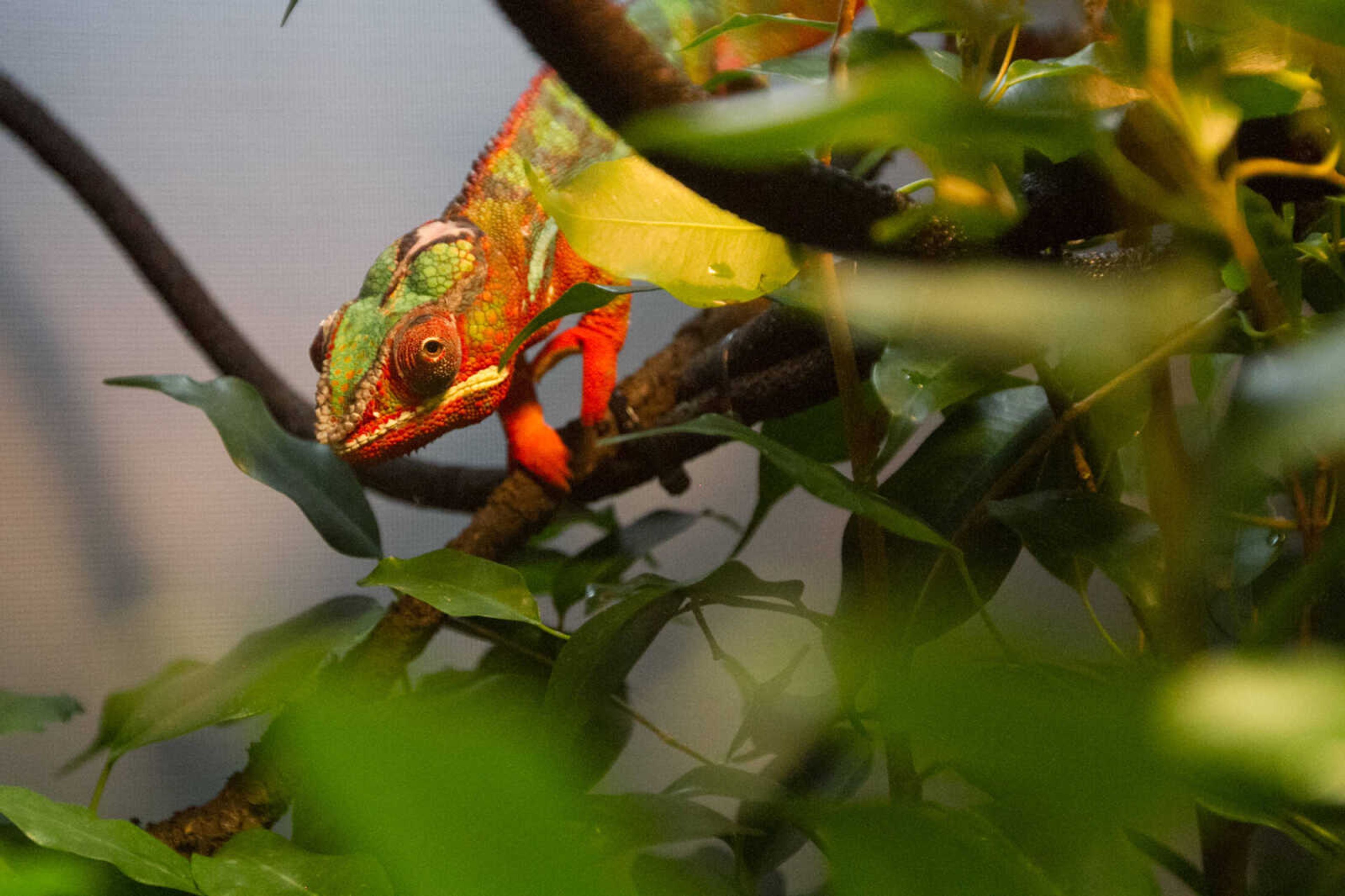 GLENN LANDBERG ~ glandberg@semissourian.com

Apollo, a male panther chameleon.