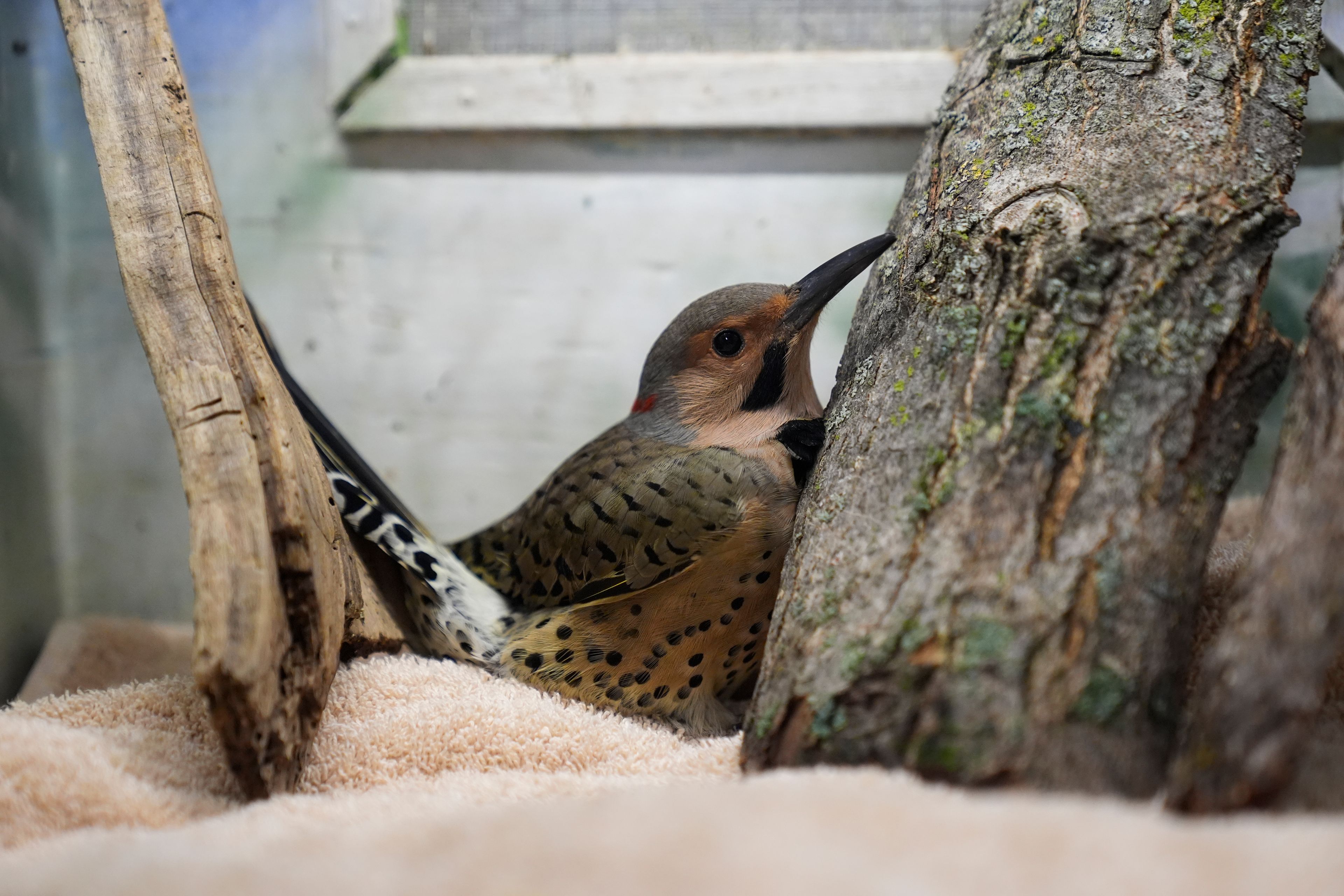 An injured yellow-shafted flicker, a kind of migratory woodpecker, rests inside a woodpecker box at the DuPage Wildlife Conservation Center, Friday, Oct. 4, 2024, in Glen Ellyn, Ill. (AP Photo/Erin Hooley)