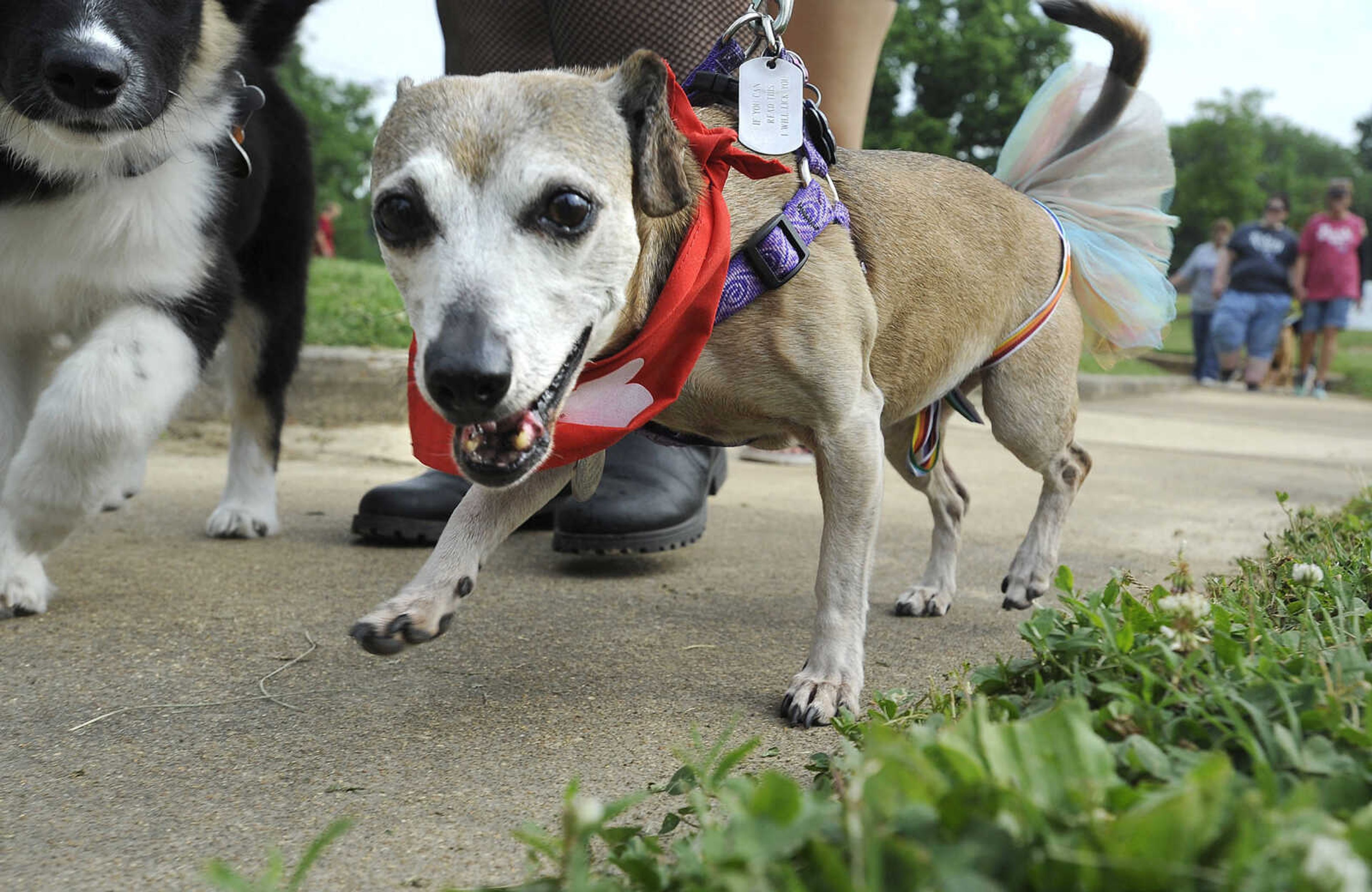 FRED LYNCH ~ flynch@semissourian.com
Precious, a canine cancer survivor, walks with owner Jessica Kuehn on Saturday, June 9, 2018 at the American Cancer Society's Bark for Life event at Capaha Park.