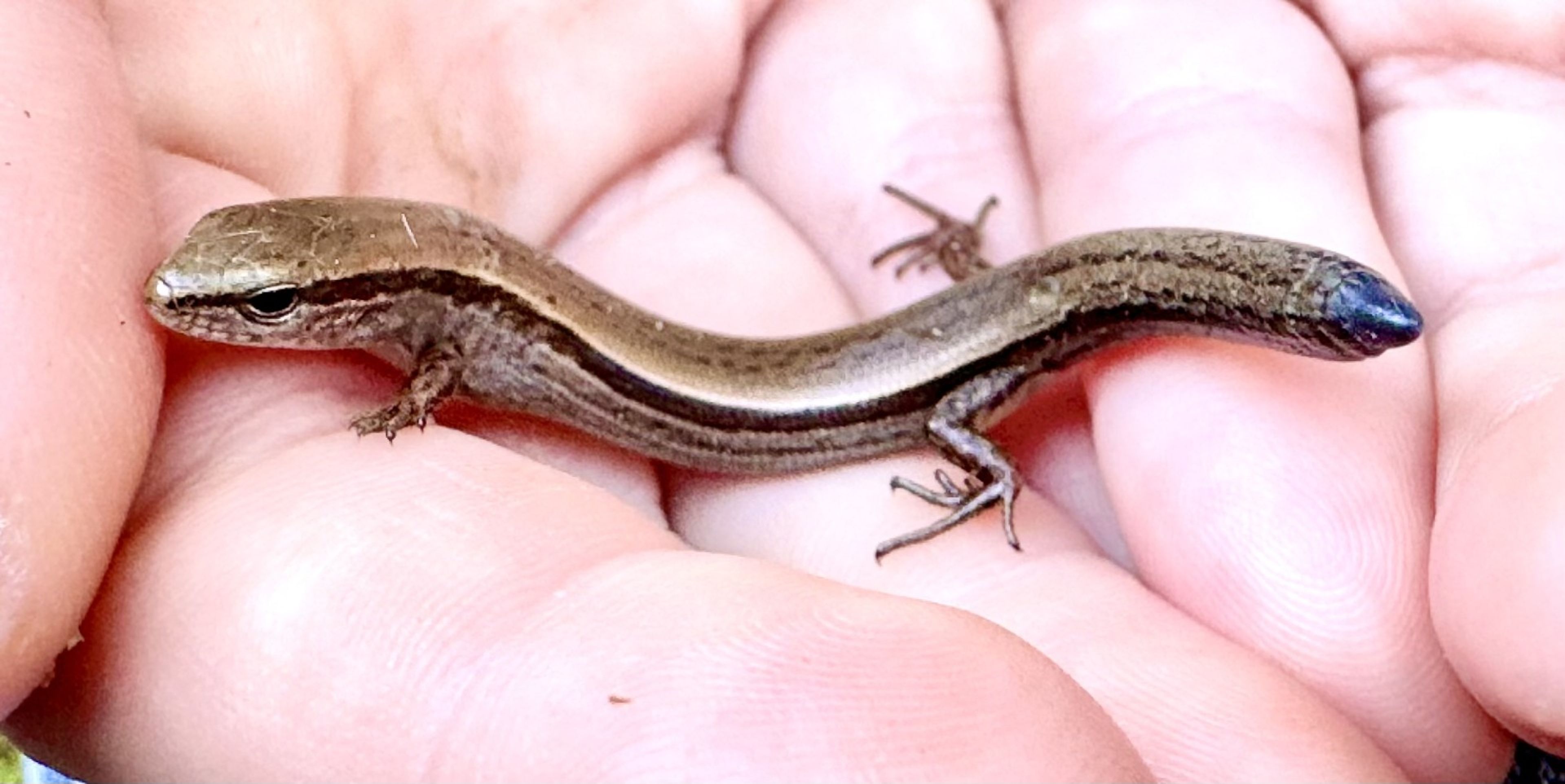 Lizard or skink?