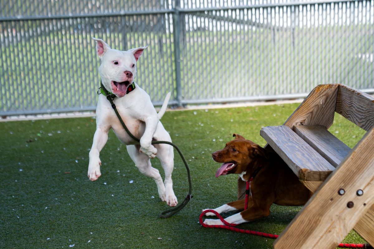SEMO Pets to mark 50 years with anniversary party Saturday
