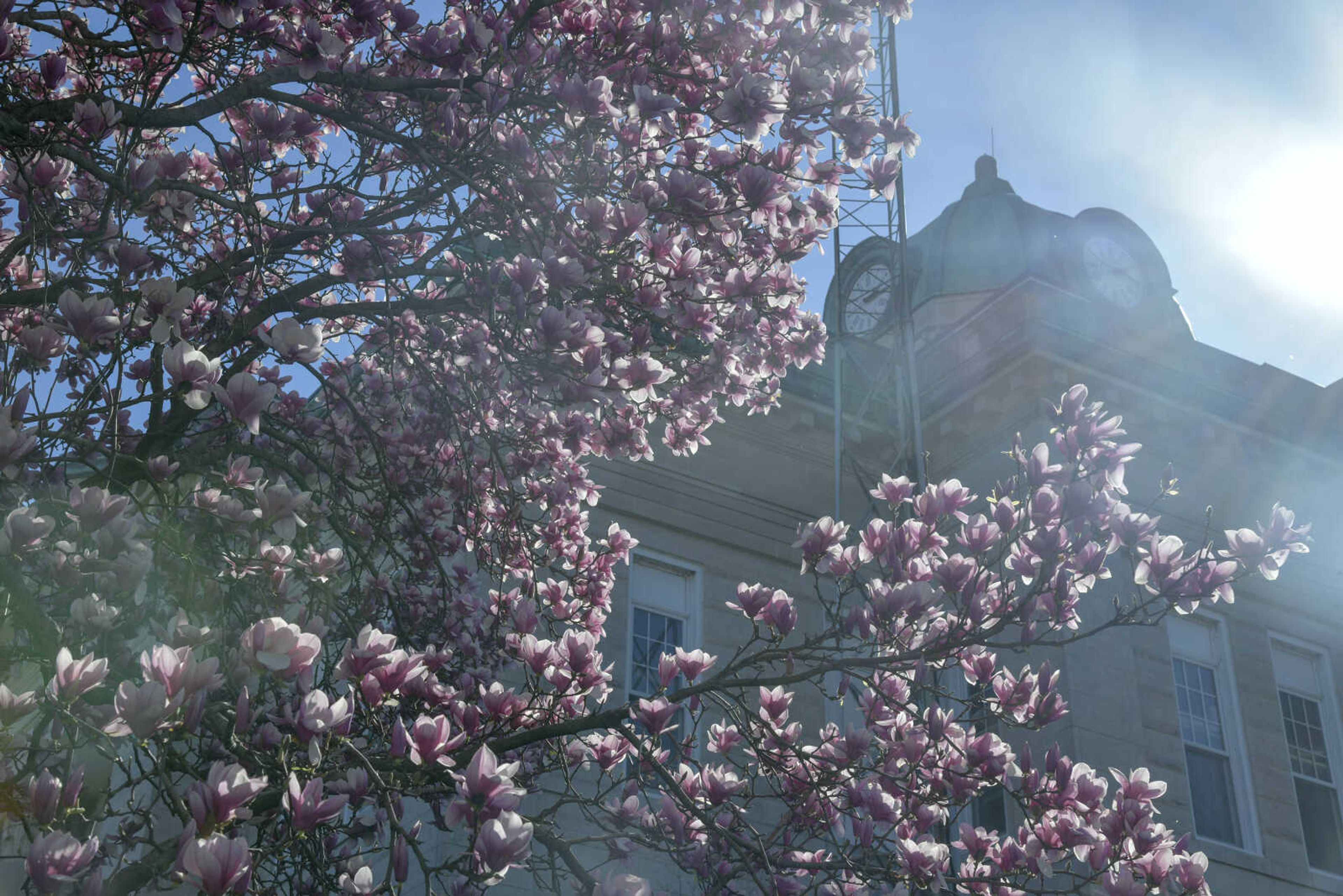 A saucer magnolia tree is in full bloom at the Cape Girardeau County Courthouse on Friday, March 26, 2021.