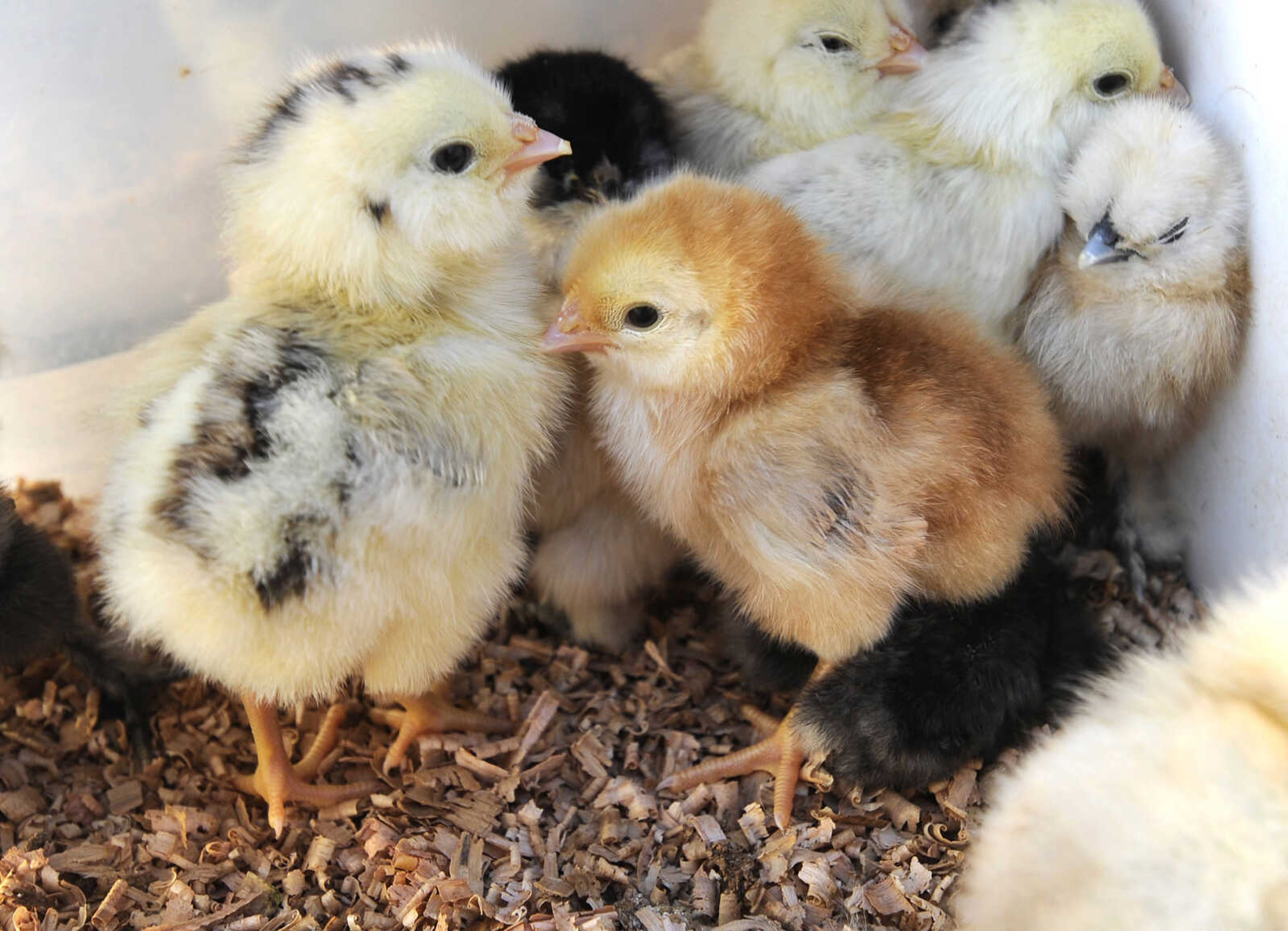 FRED LYNCH ~ flynch@semissourian.com
Young chicks are offered for sale by Raymond Petzoldt Saturday, July 14, 2018 at the Fruitland Swap Meet in Fruitland.