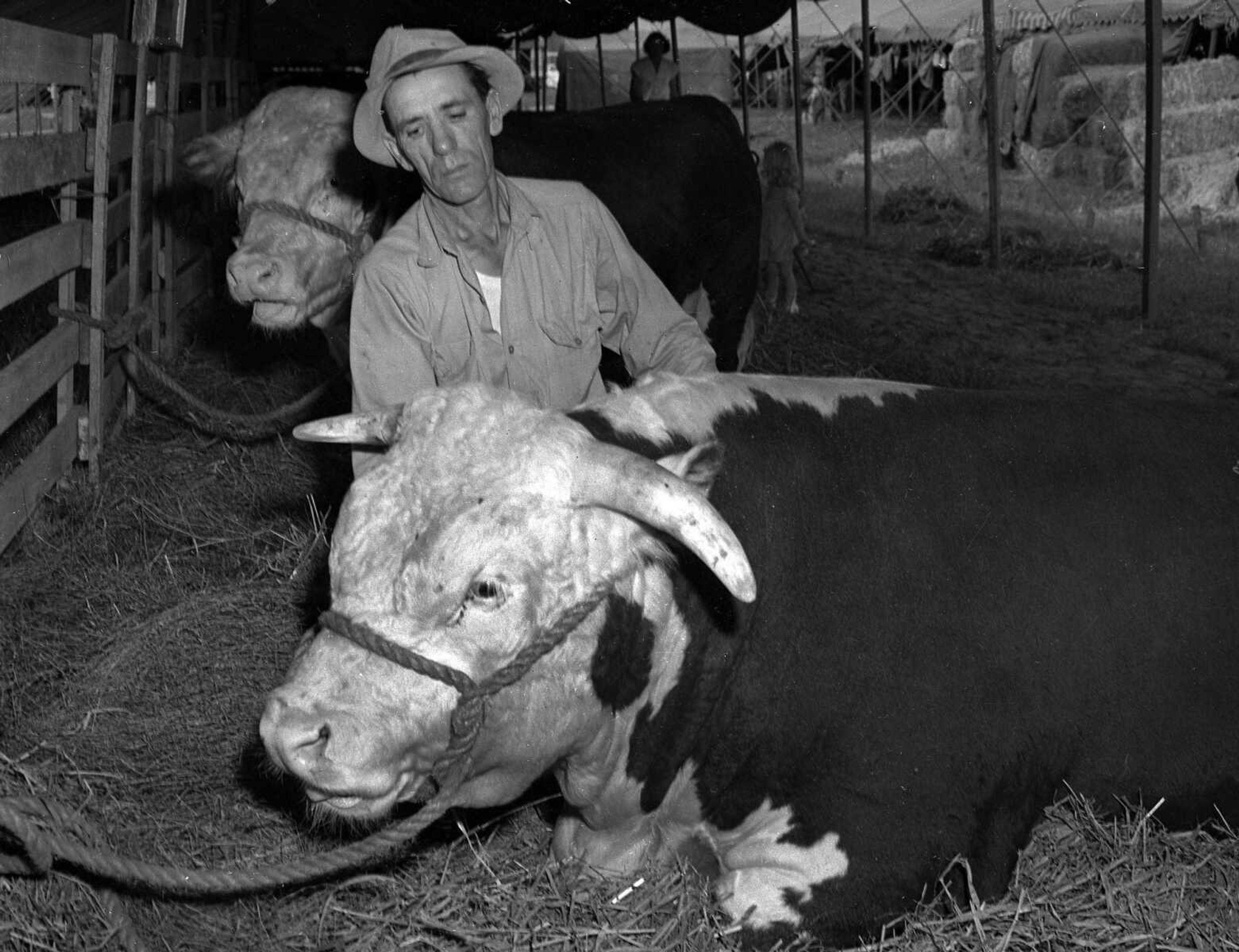 An unidentified farmer tended one of his animals inside a livestock tent at the SEMO District Fair. (Missourian archive photo by G.D. Fronabarger)