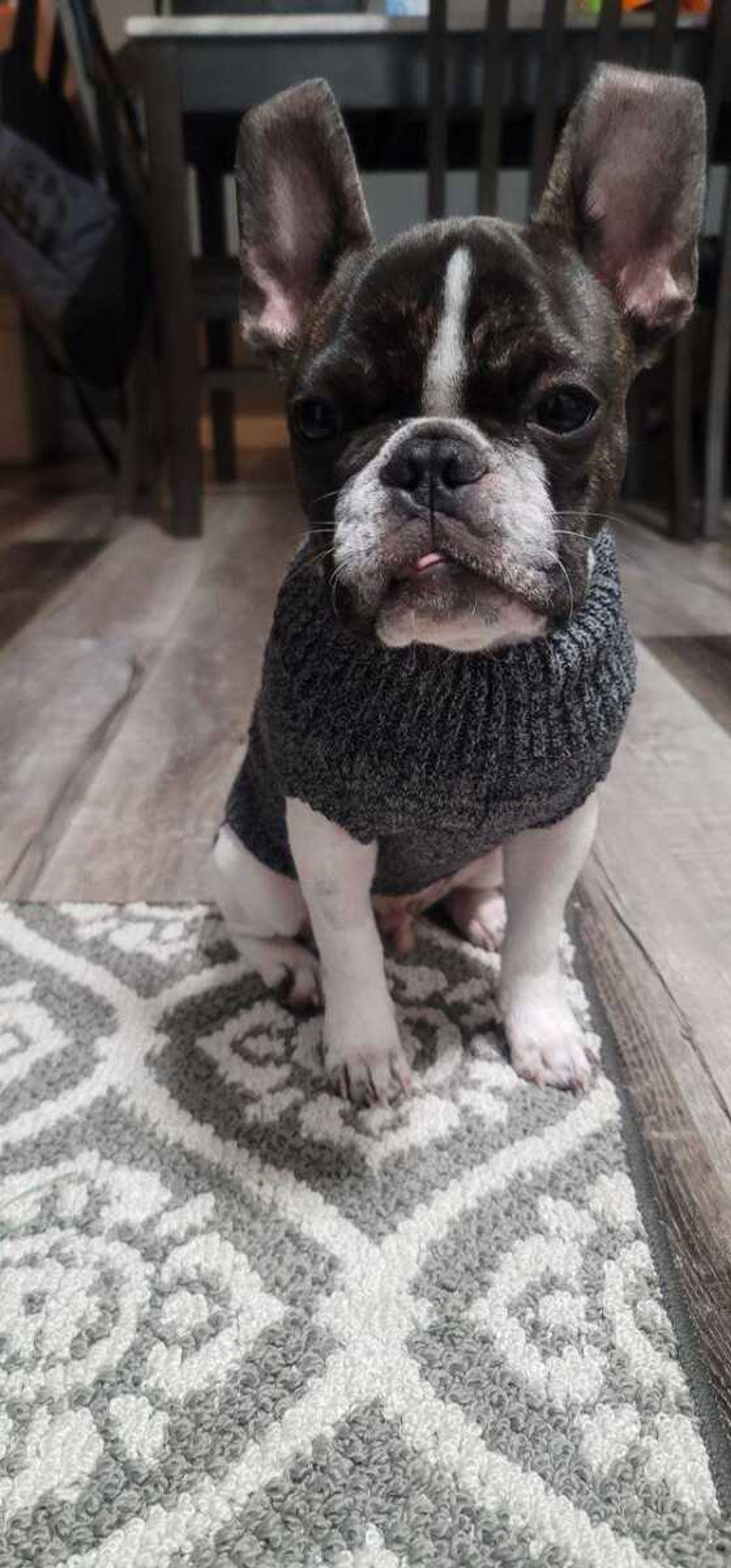 Sir Jinx&nbsp; -&nbsp; As cute as I am in sweaters, I refuse to wear them amymore!